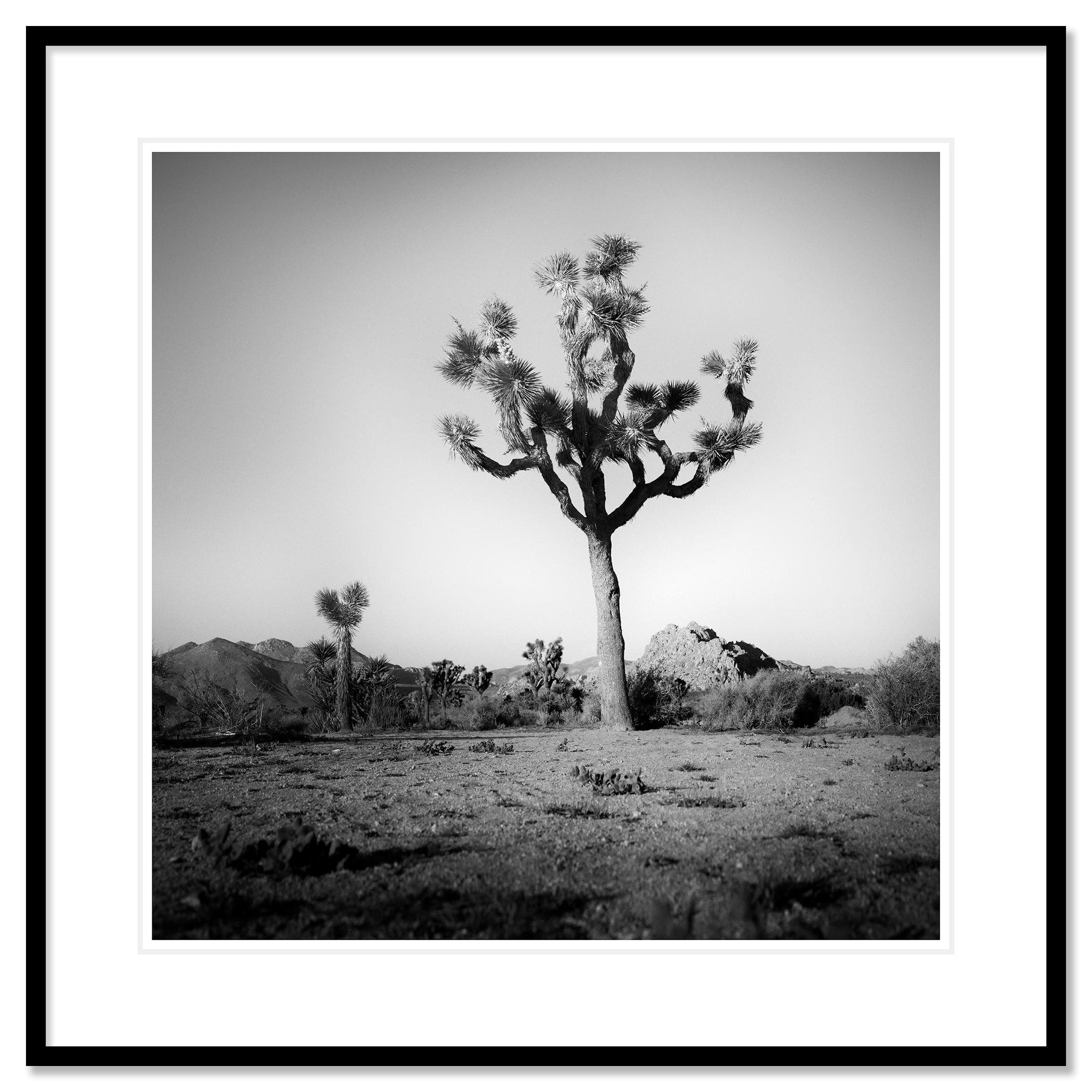 Joshua Tree, National Park, photographie en édition limitée de Gerald Berghammer en vente 5