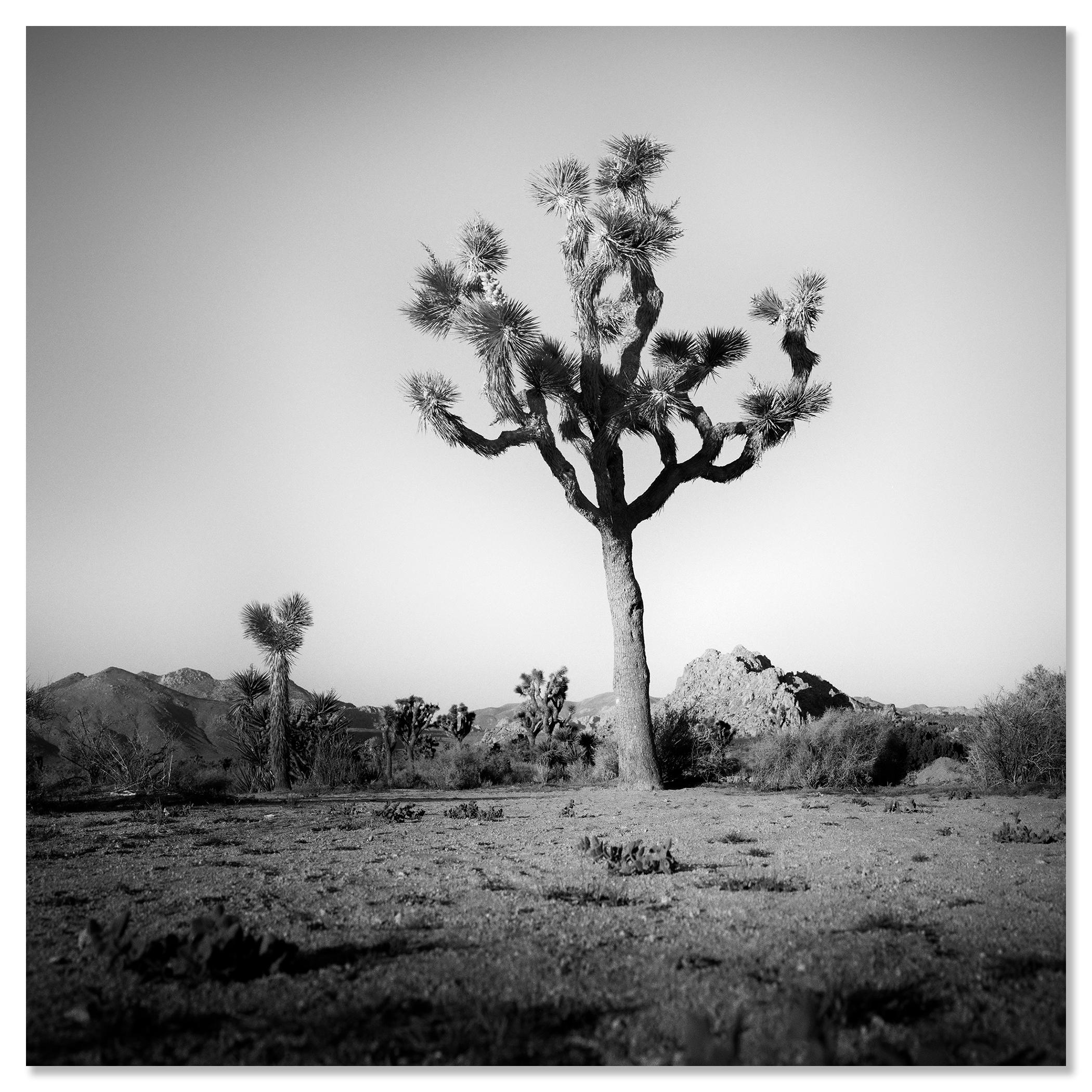 Joshua Tree, National Park, photographie en édition limitée de Gerald Berghammer en vente 7