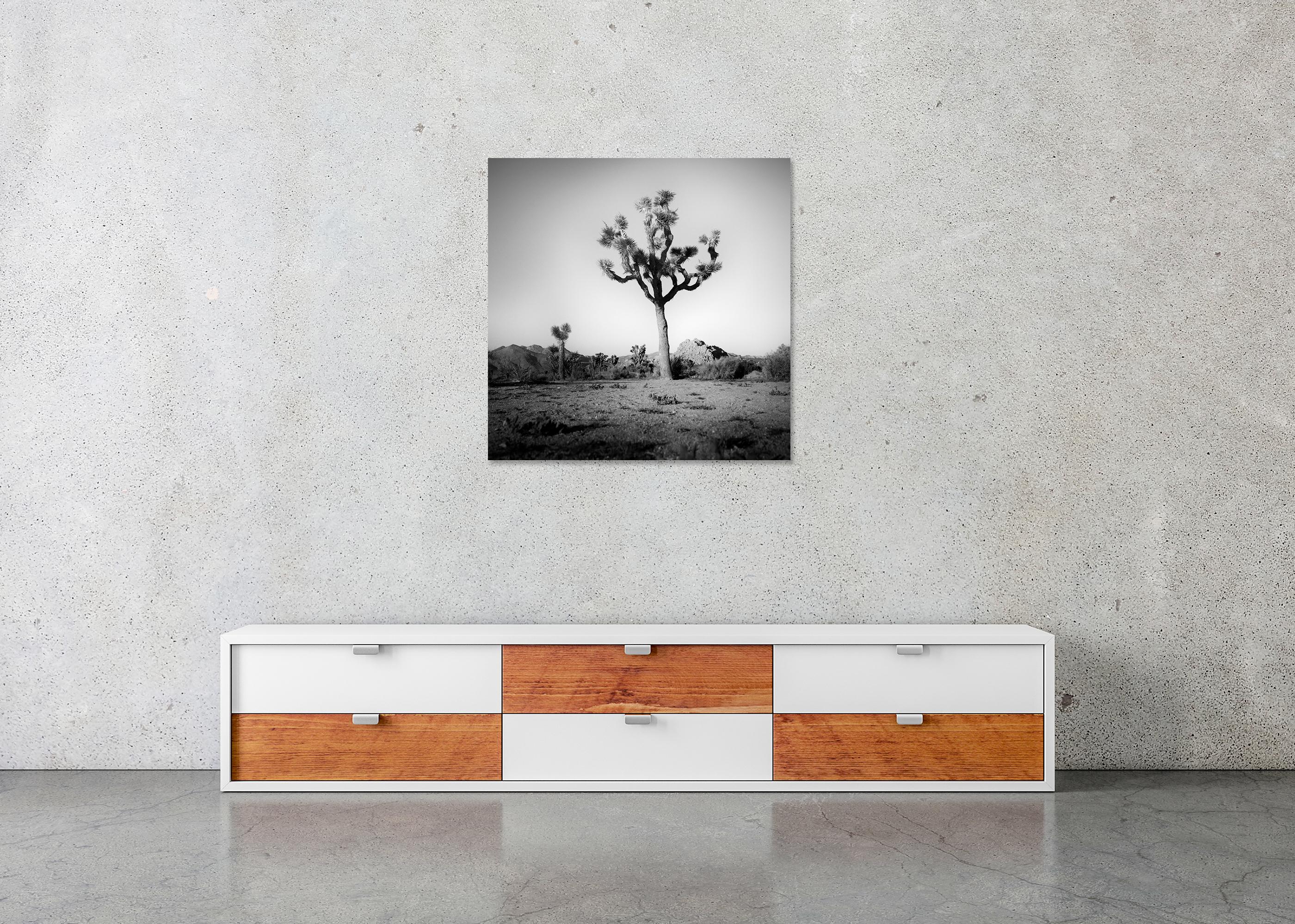 Joshua Tree, National Park, photographie en édition limitée de Gerald Berghammer en vente 8