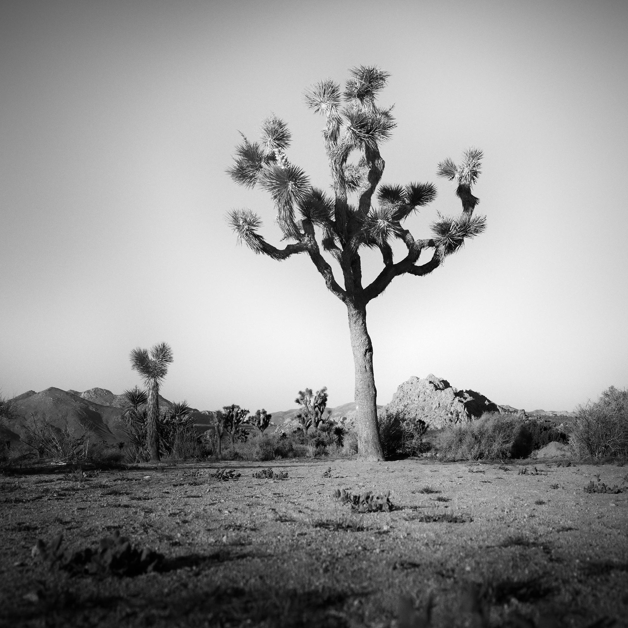 Joshua Tree, National Park, photographie en édition limitée de Gerald Berghammer
