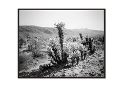 Joshua Tree, National Park, USA, black and white photography, limited edition