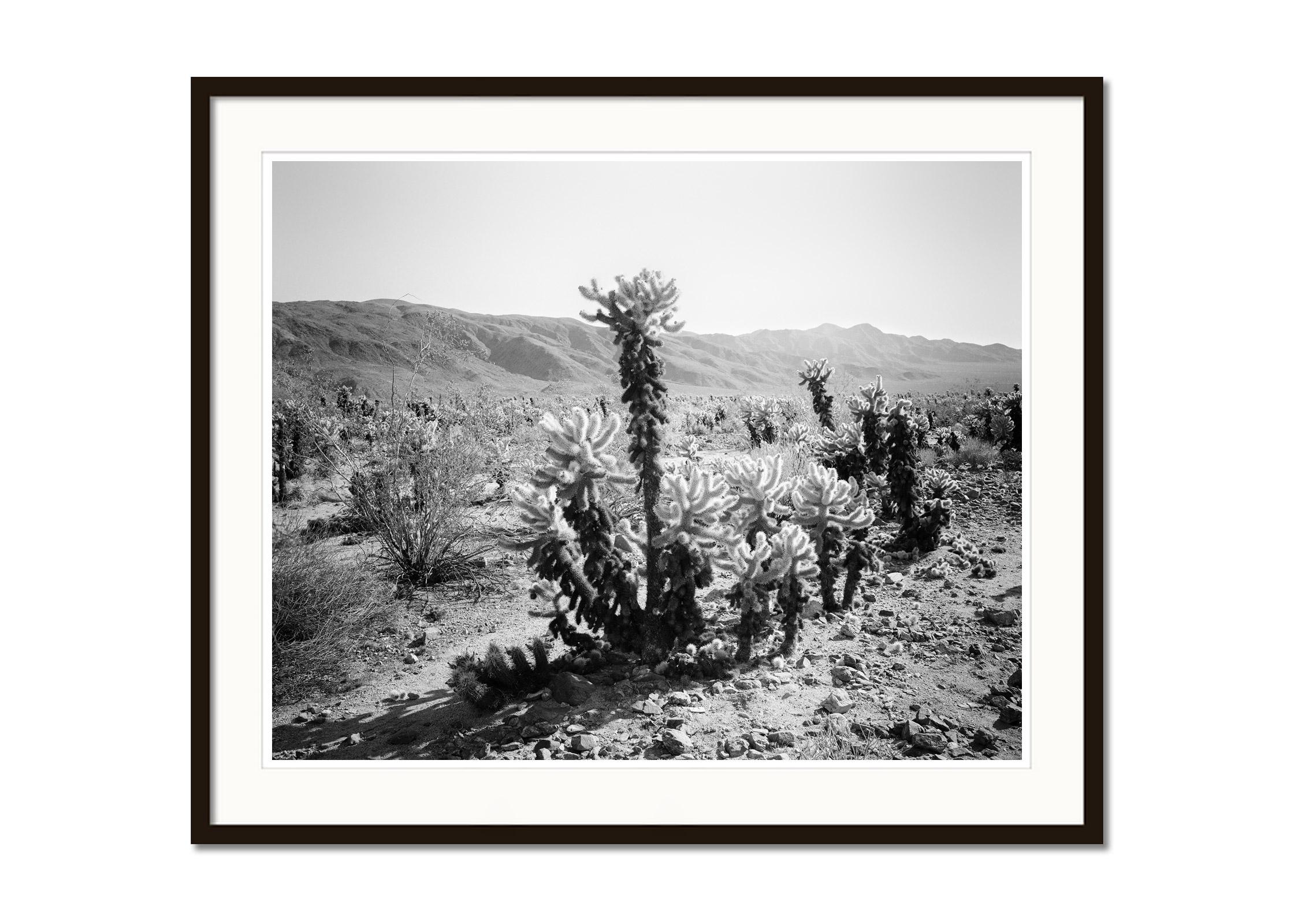 Joshua Tree, National Park, teddy bear cholla, USA, black white landscape photo - Gray Black and White Photograph by Gerald Berghammer
