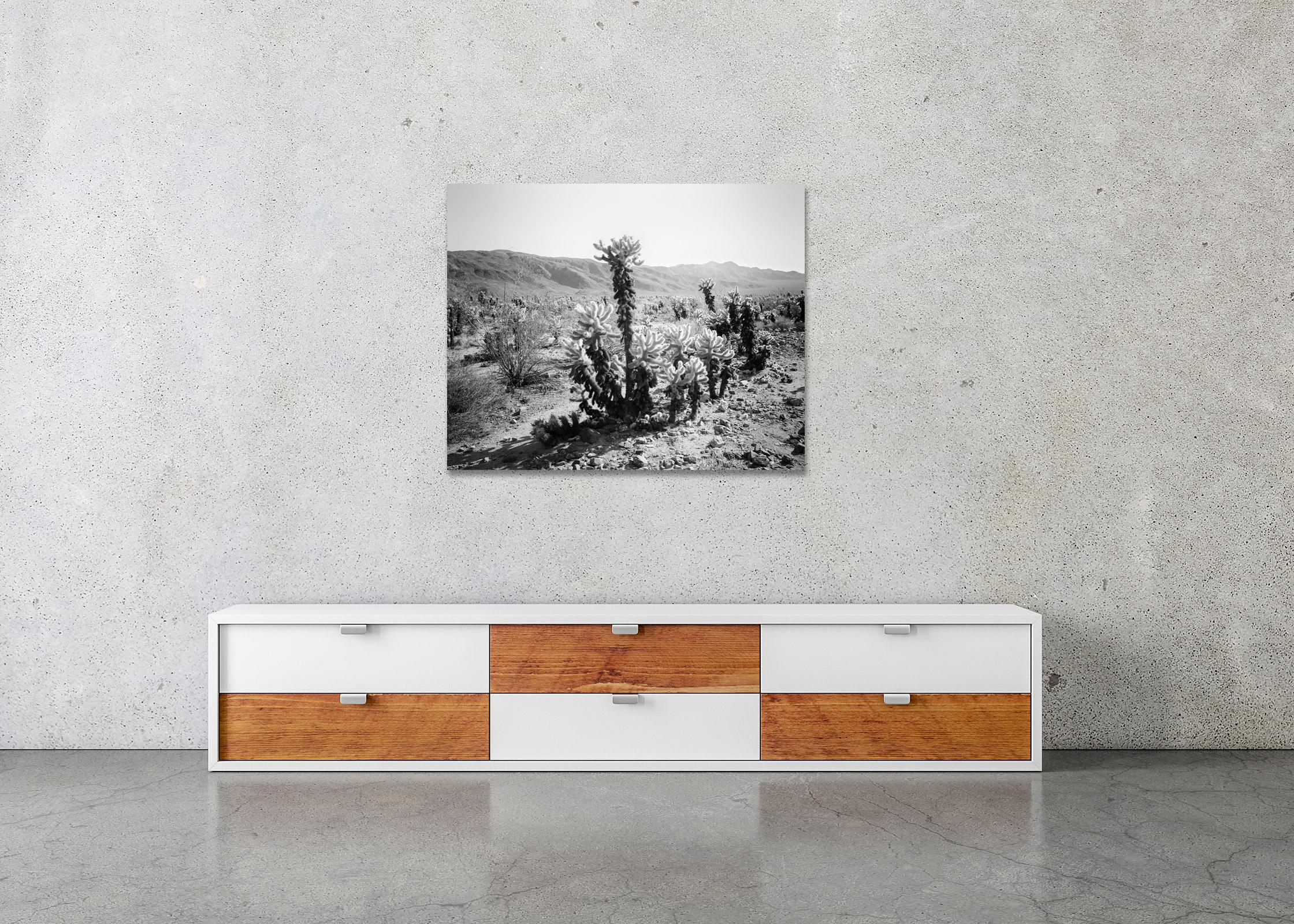 Joshua Tree, National Park, teddy bear cholla, USA, black white landscape photo For Sale 2
