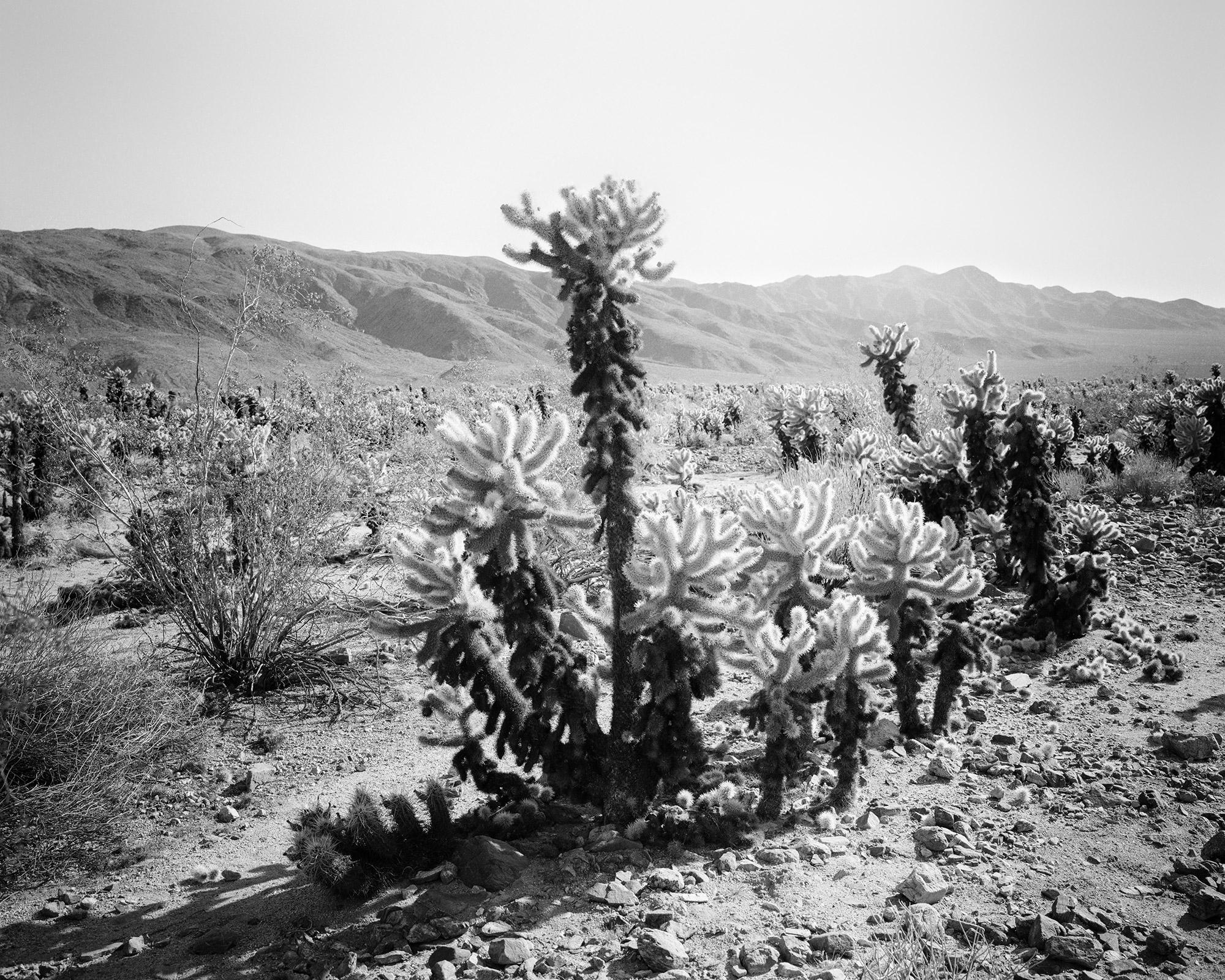 Gerald Berghammer Black and White Photograph - Joshua Tree, National Park, teddy bear cholla, USA, black white landscape photo