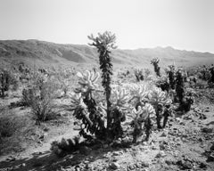 Joshua Tree, National Park, teddy bear cholla, USA, black white landscape photo