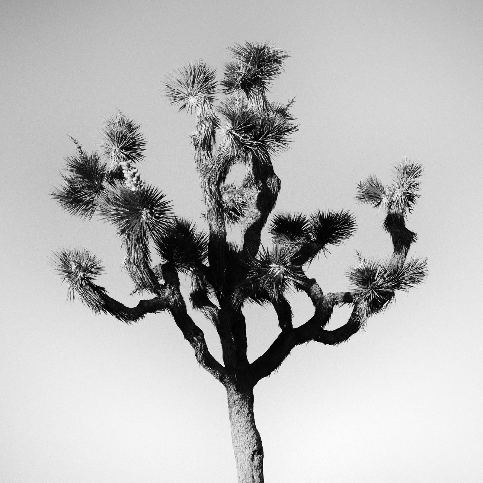 Joshua Tree, National Park, Fotografie in limitierter Auflage von Gerald Berghammer im Angebot 9