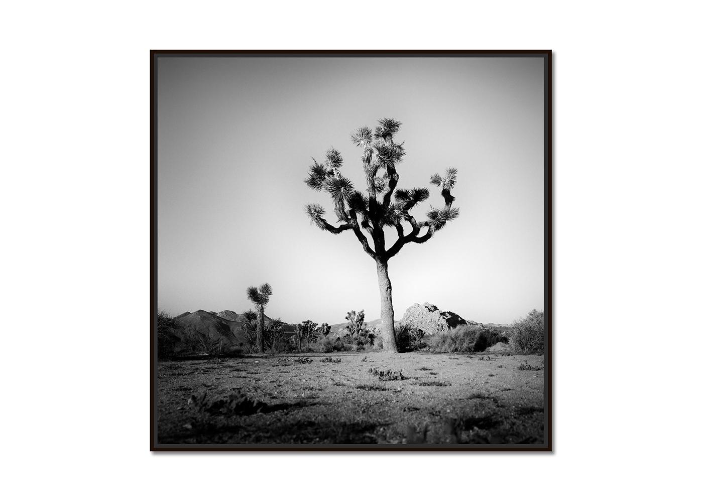 Joshua Tree, National Park, Fotografie in limitierter Auflage von Gerald Berghammer im Angebot 1