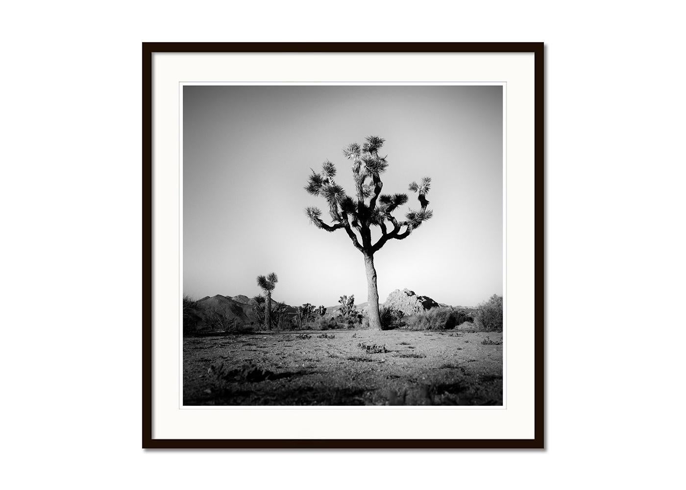 Joshua Tree, National Park, Fotografie in limitierter Auflage von Gerald Berghammer im Angebot 3
