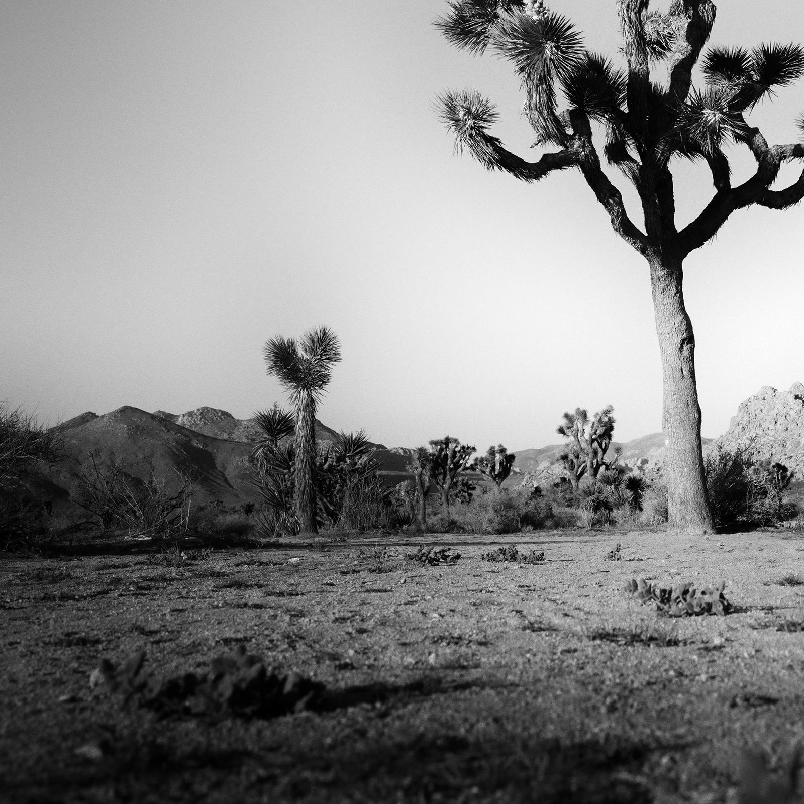 Joshua Tree, National Park, Fotografie in limitierter Auflage von Gerald Berghammer im Angebot 7
