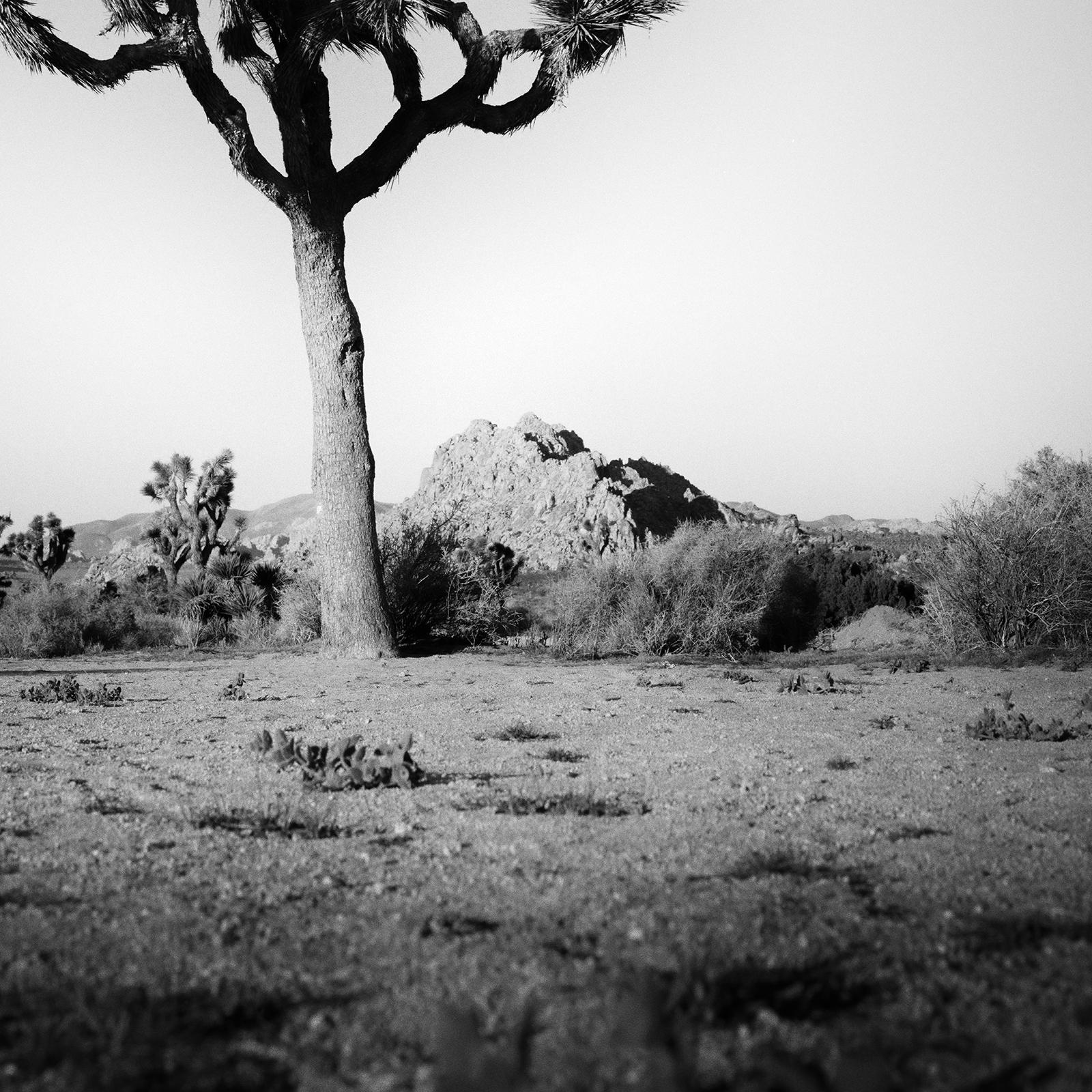 Joshua Tree, National Park, Fotografie in limitierter Auflage von Gerald Berghammer im Angebot 8