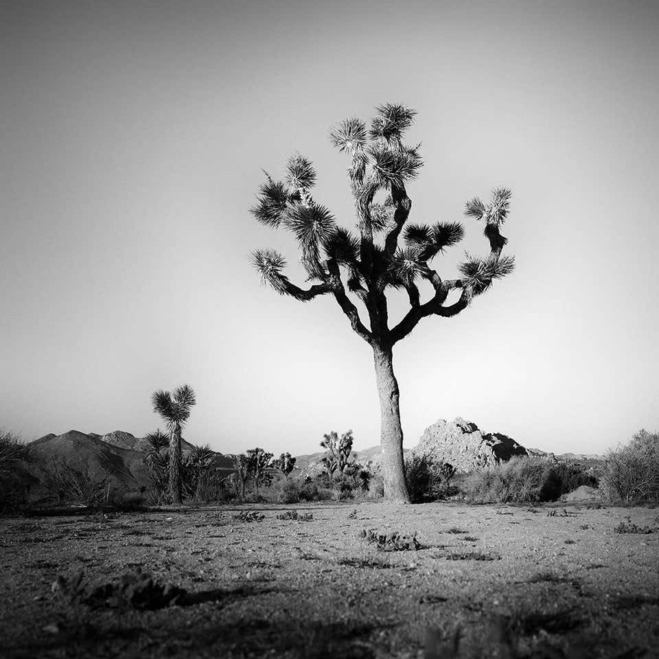 Jack Ridley - Looking South into Mexico, Big Bend For Sale at 1stDibs