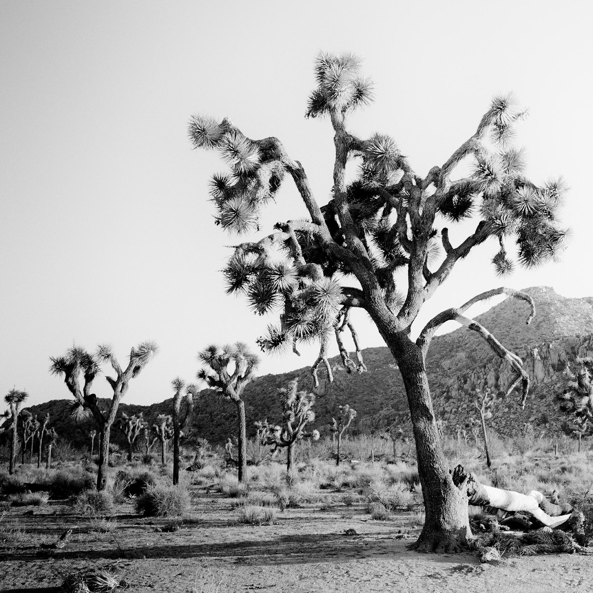 Panorama de Joshua Tree, parc national, Californie, États-Unis - paysage monochrome en vente 5