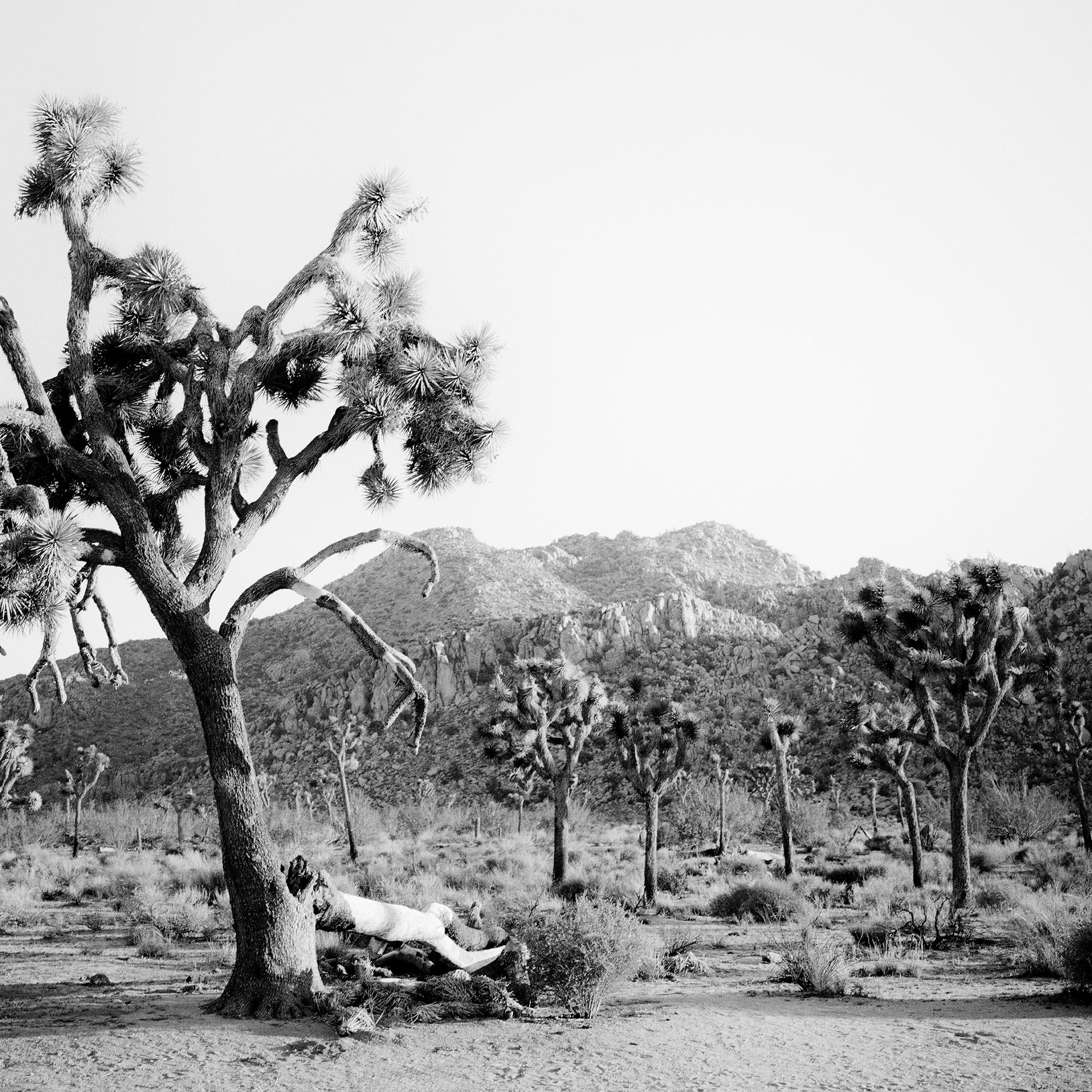 Panorama de Joshua Tree, parc national, Californie, États-Unis - paysage monochrome en vente 6