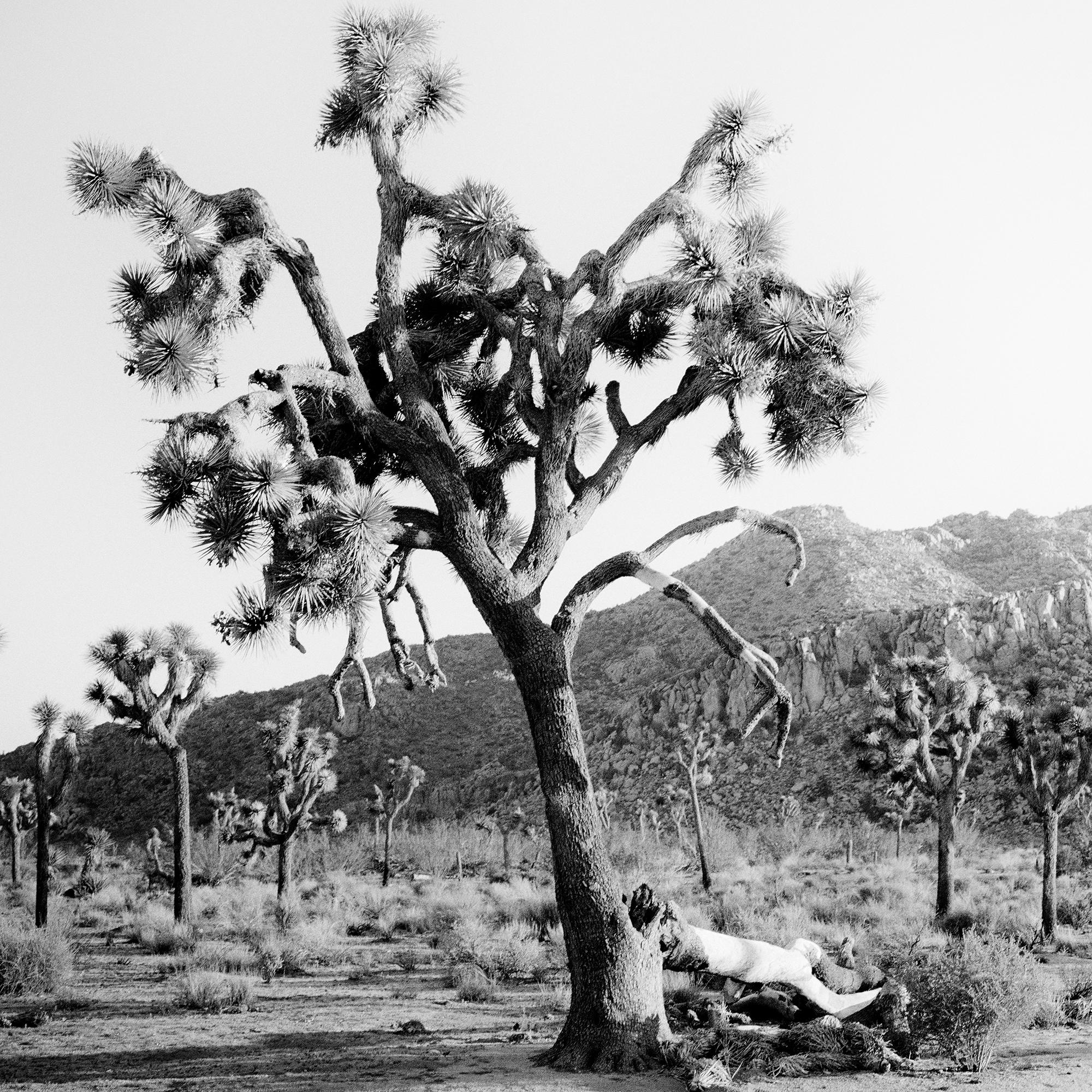 Panorama de Joshua Tree, parc national, Californie, États-Unis - paysage monochrome en vente 7