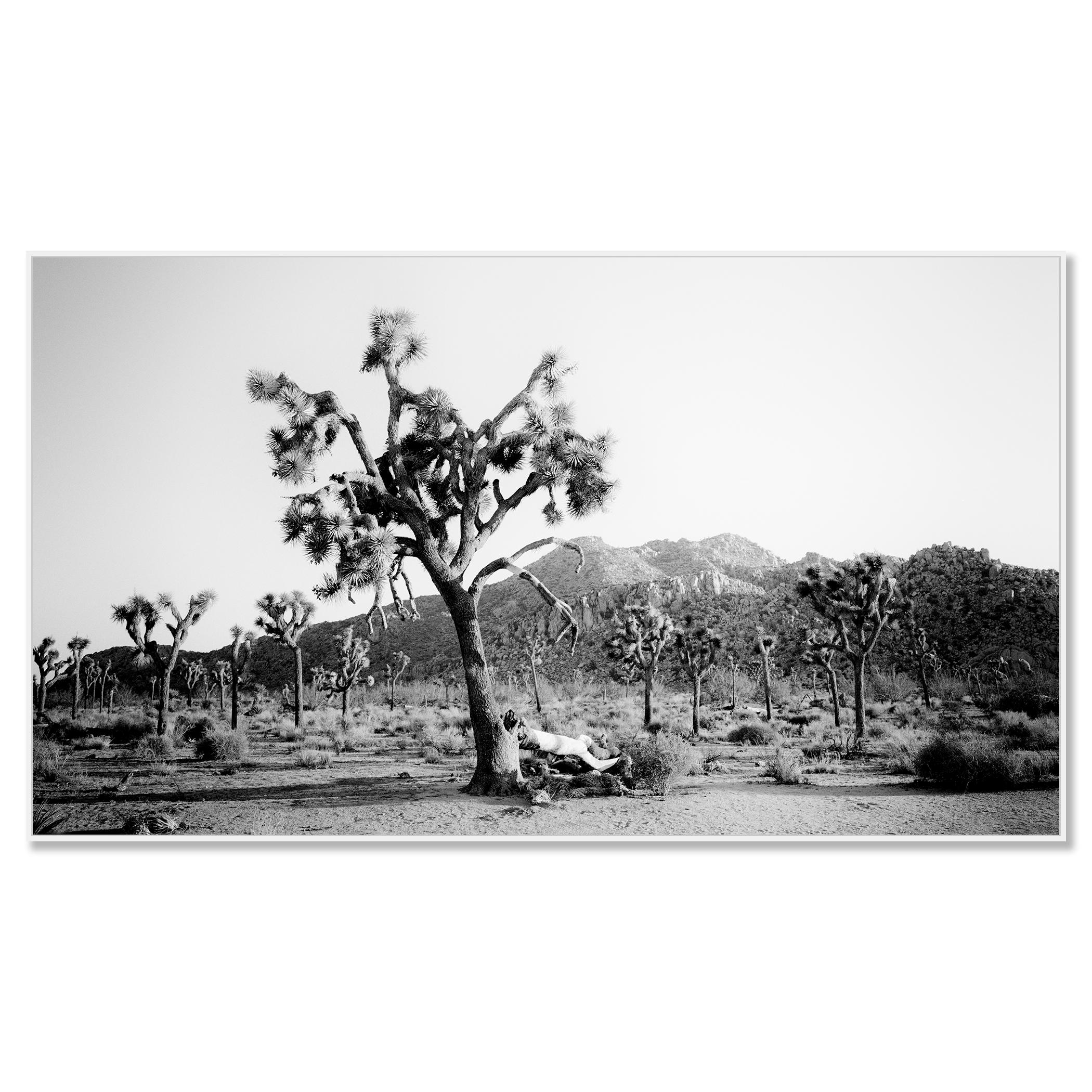 Panorama de Joshua Tree, parc national, Californie, États-Unis - paysage monochrome - Photograph de Gerald Berghammer