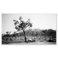 Panorama di Joshua Tree, Parco Nazionale, California, USA - paesaggio monocromatico