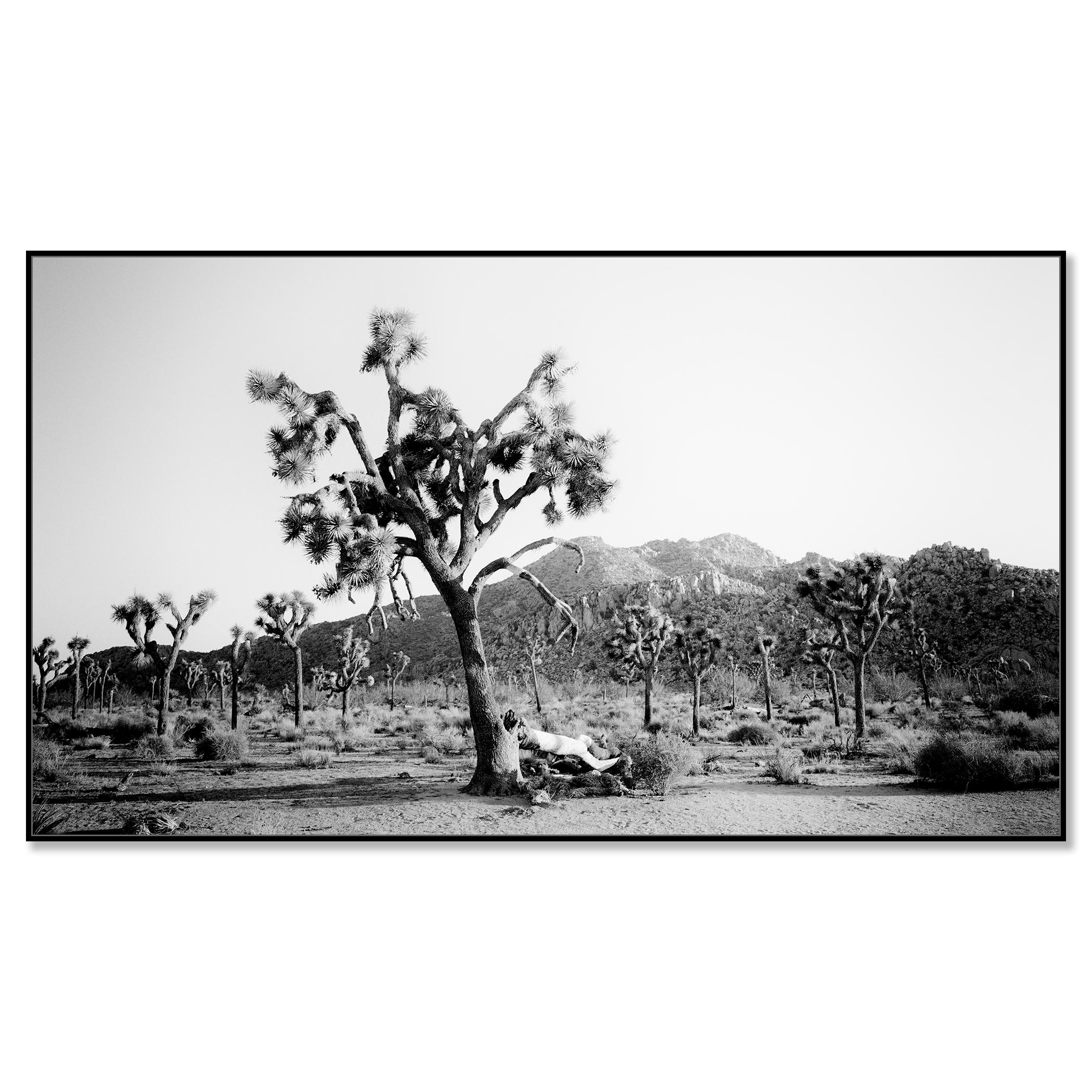 Panorama de Joshua Tree, parc national, Californie, États-Unis - paysage monochrome - Contemporain Photograph par Gerald Berghammer