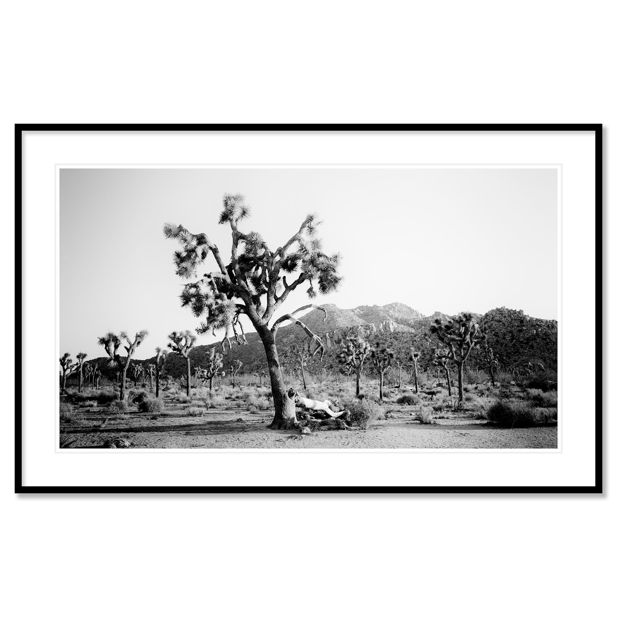 Panorama de Joshua Tree, parc national, Californie, États-Unis - paysage monochrome en vente 1