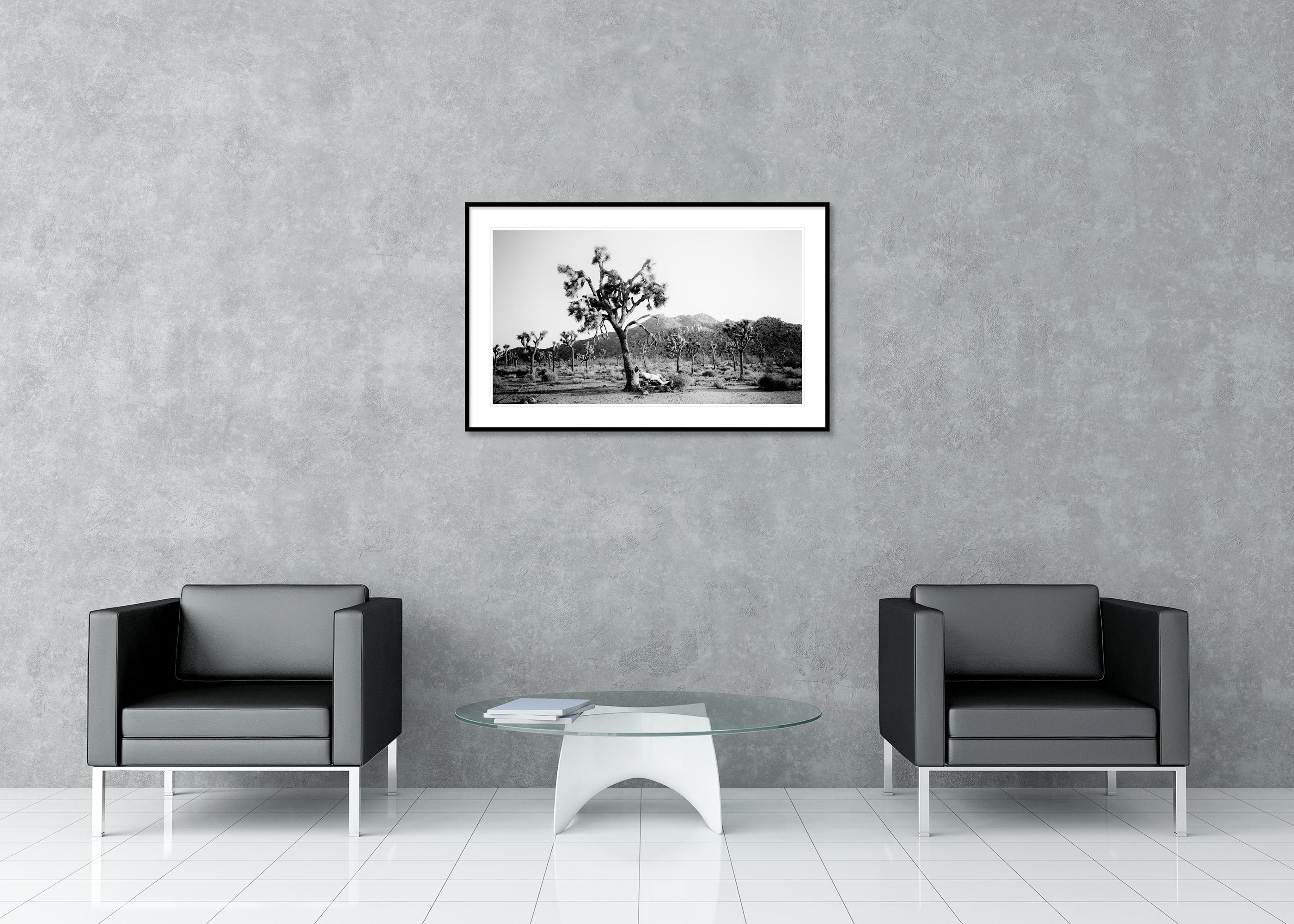 Panorama de Joshua Tree, parc national, Californie, États-Unis - paysage monochrome en vente 2