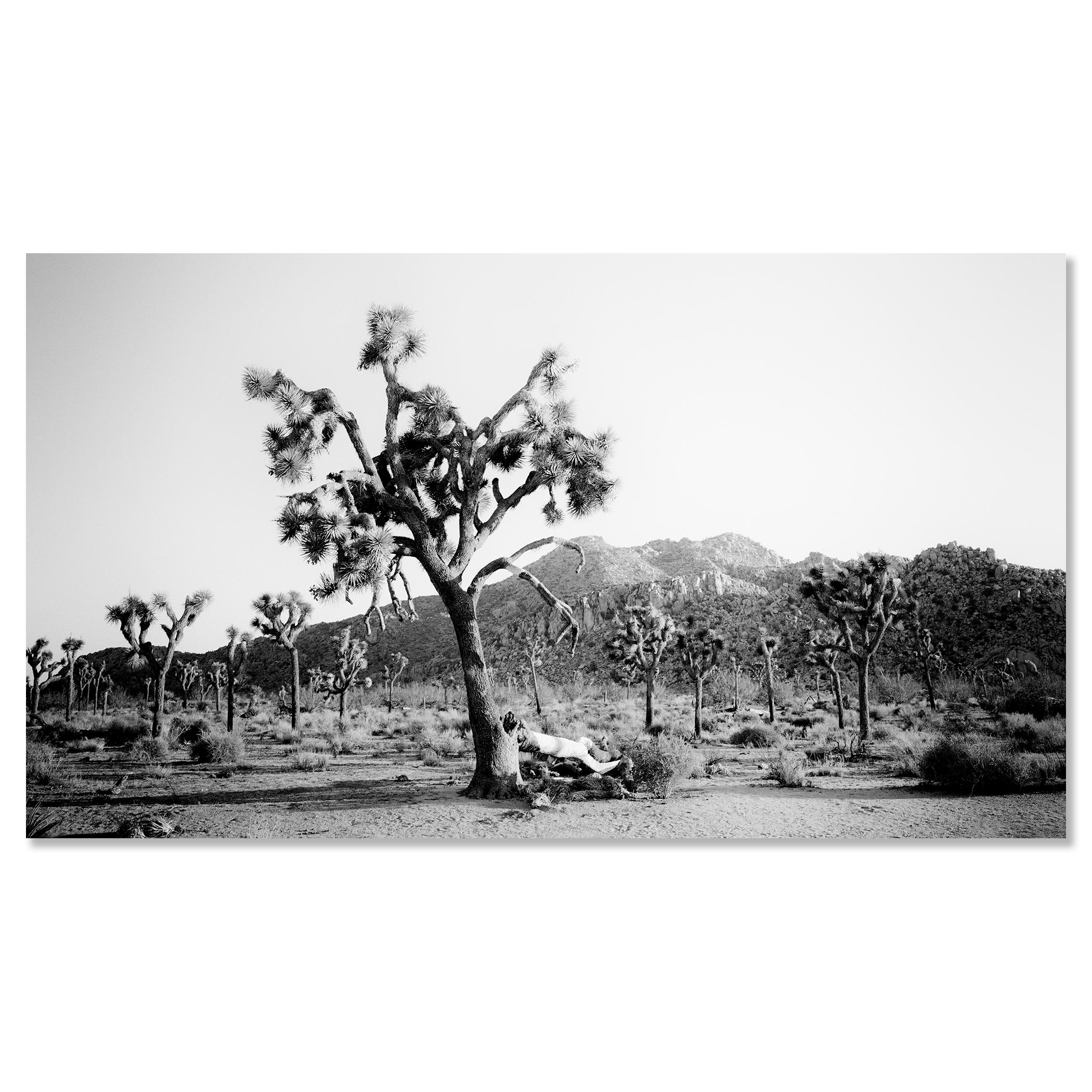 Panorama de Joshua Tree, parc national, Californie, États-Unis - paysage monochrome en vente 3
