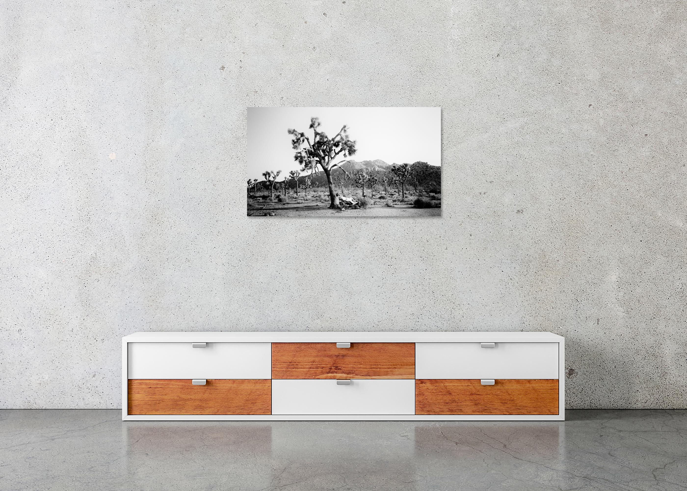 Panorama de Joshua Tree, parc national, Californie, États-Unis - paysage monochrome en vente 4