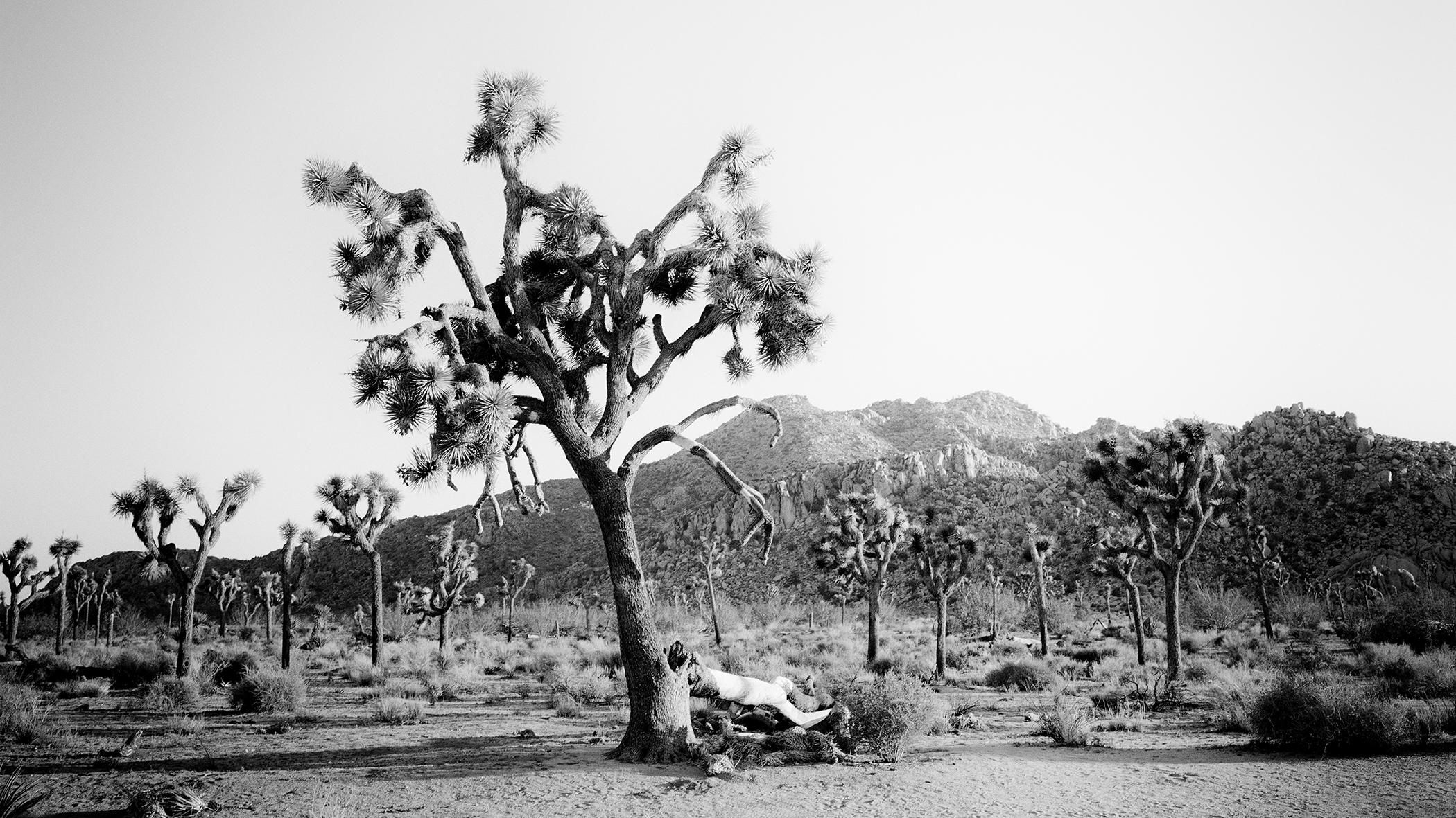 Black and White Photograph Gerald Berghammer - Panorama de Joshua Tree, parc national, Californie, États-Unis - paysage monochrome