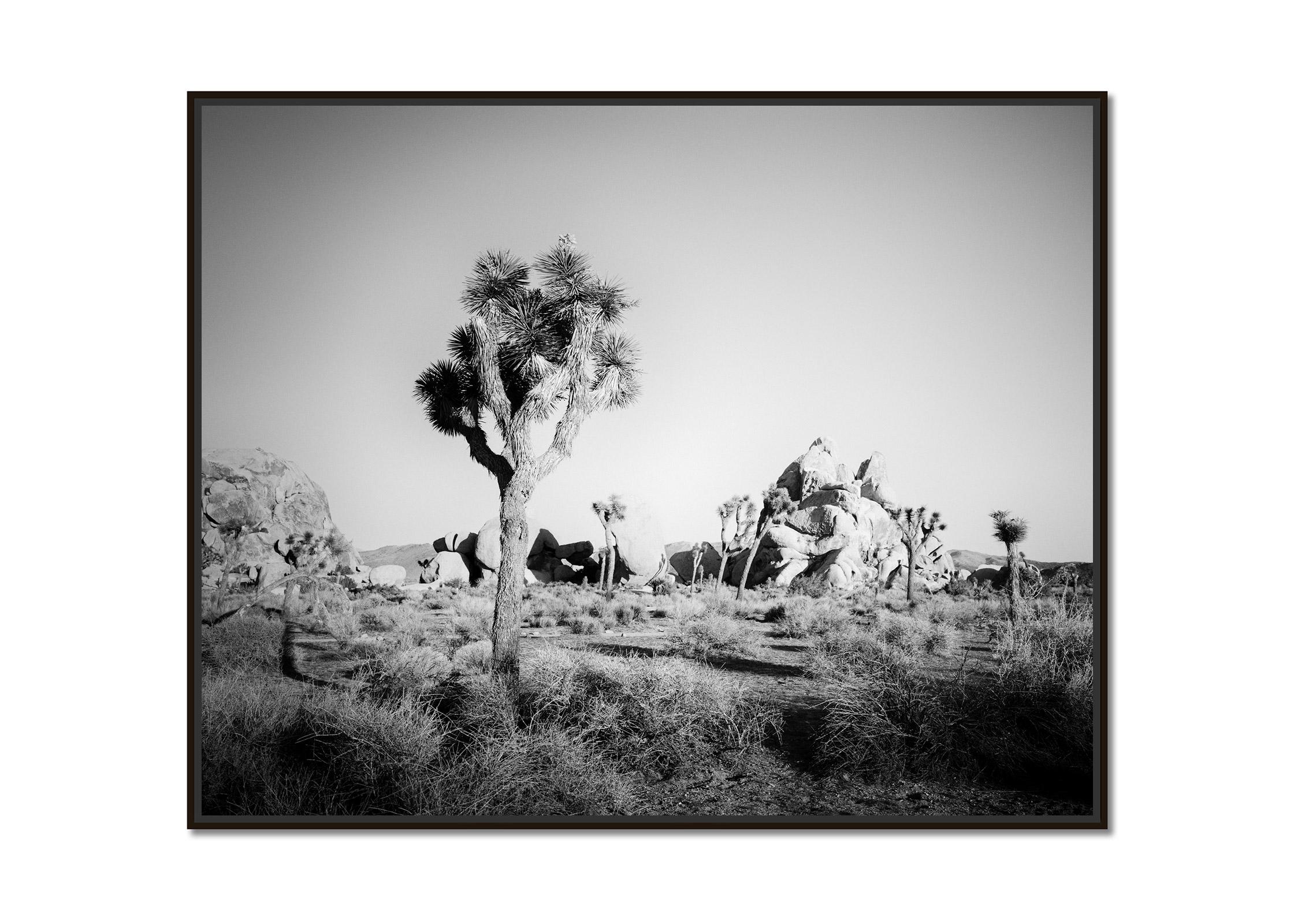 Joshua Tree, Felsen, Wüste, Kalifornien, USA, Schwarz-Weiß-Landschaftsfotografie – Photograph von Gerald Berghammer