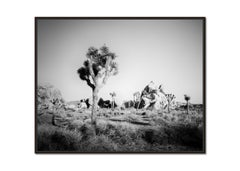 Joshua Tree, USA, black and white photography, limited edition, landscape