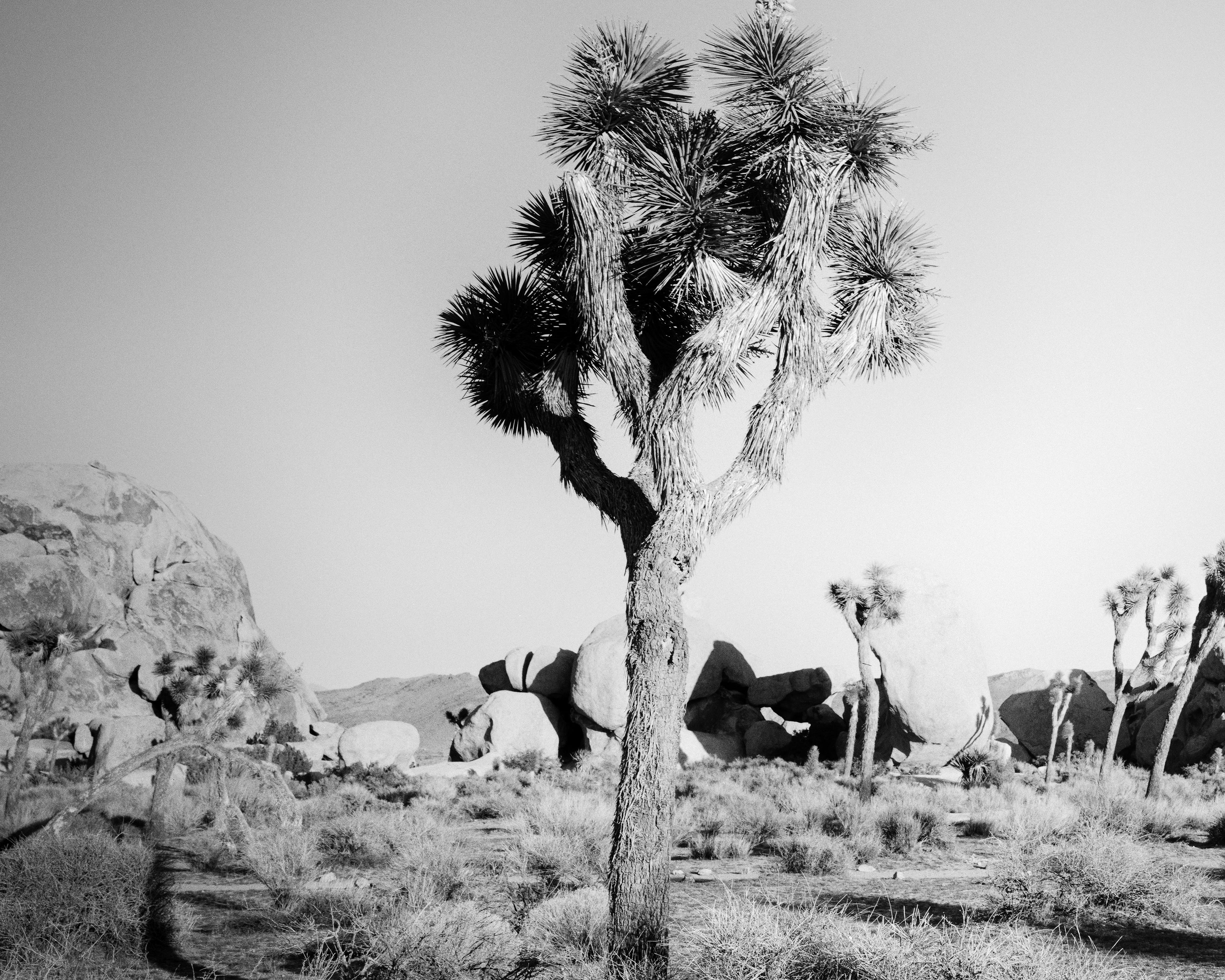 Joshua Tree, rochers, désert, Californie, photographie de paysage en noir et blanc en vente 3