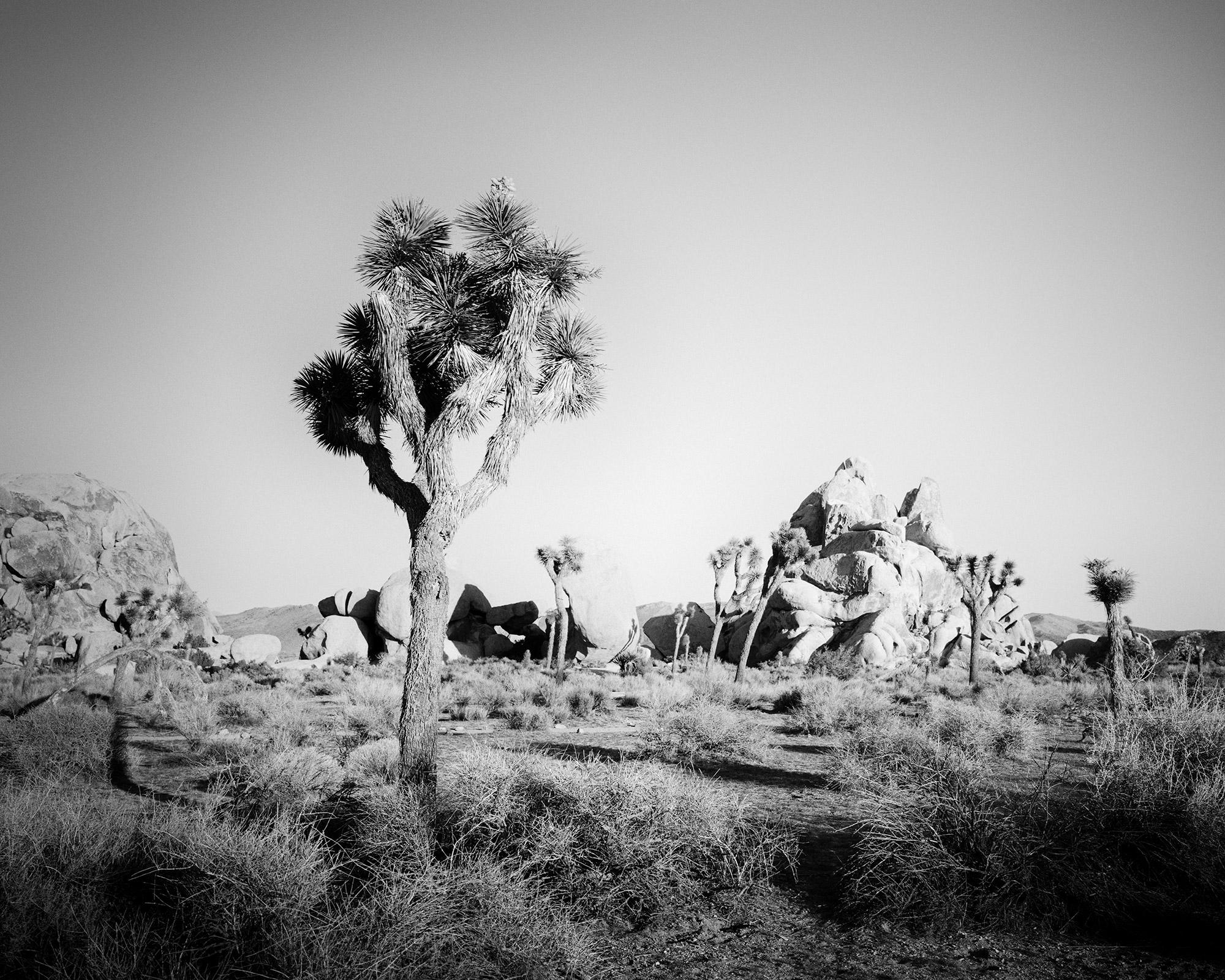 Joshua Tree, rochers, désert, Californie, photographie de paysage en noir et blanc