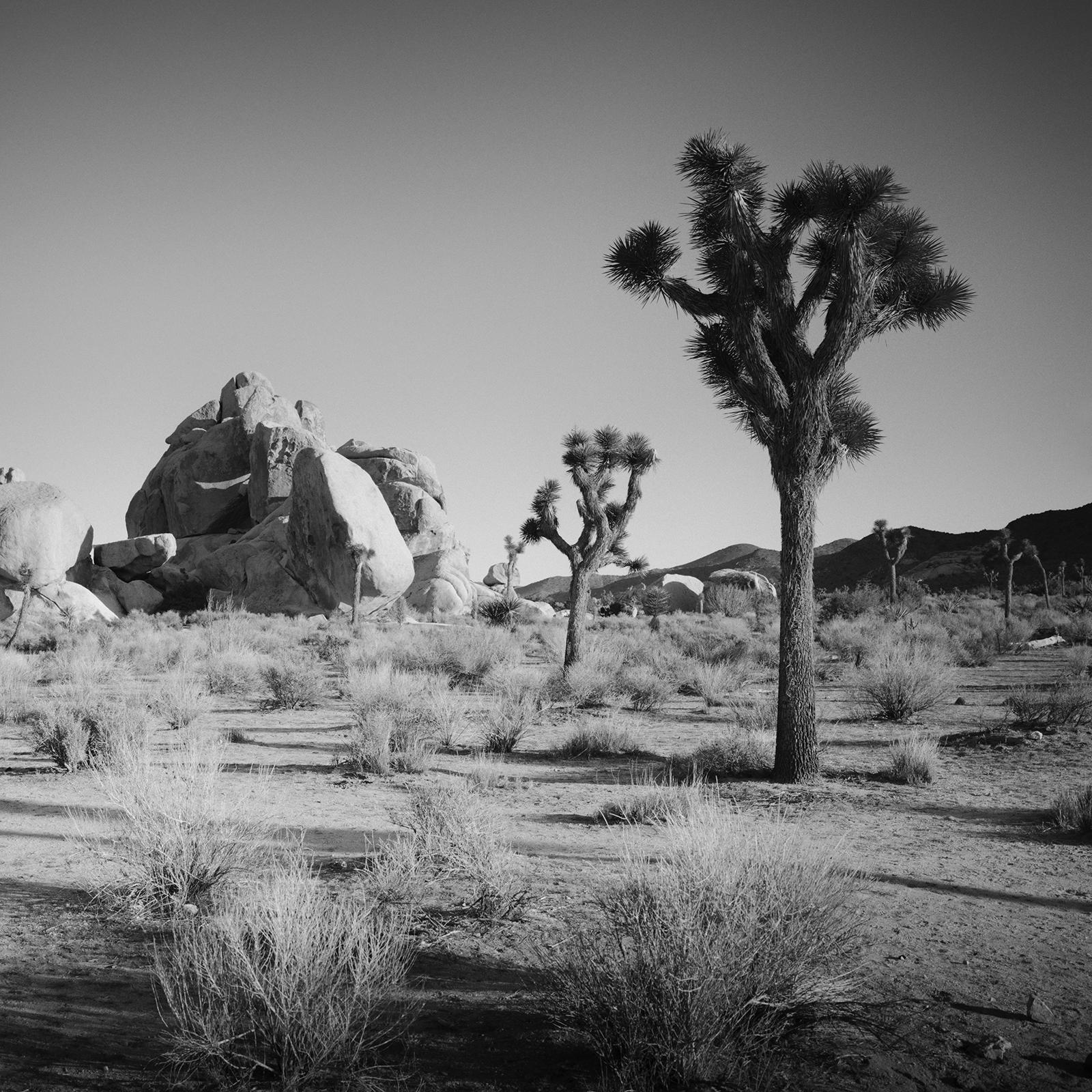 Joshua Bäume und Felsen, Kalifornien, USA, Schwarz-Weiß-Fotografie, Landschaft im Angebot 3