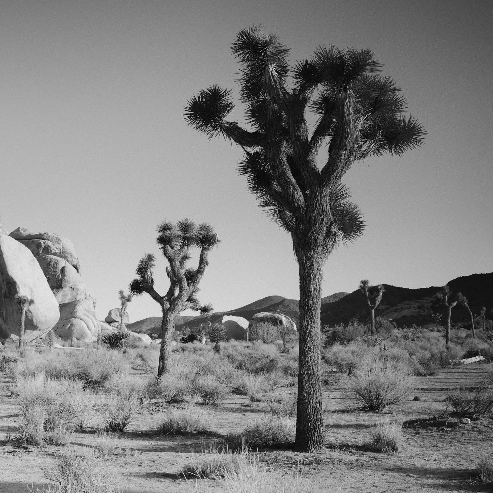Joshua Bäume und Felsen, Kalifornien, USA, Schwarz-Weiß-Fotografie, Landschaft im Angebot 4