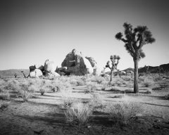 Joshua Trees and Rocks, California, USA, black and white photography, landscape