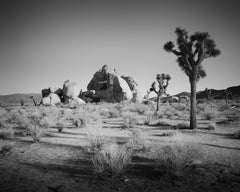 Joshua Bäume und Felsen, Kalifornien, USA, Schwarz-Weiß-Fotografie, Landschaft