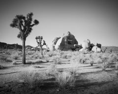 Joshua Trees and Rocks, California, USA, black and white photography, landscape