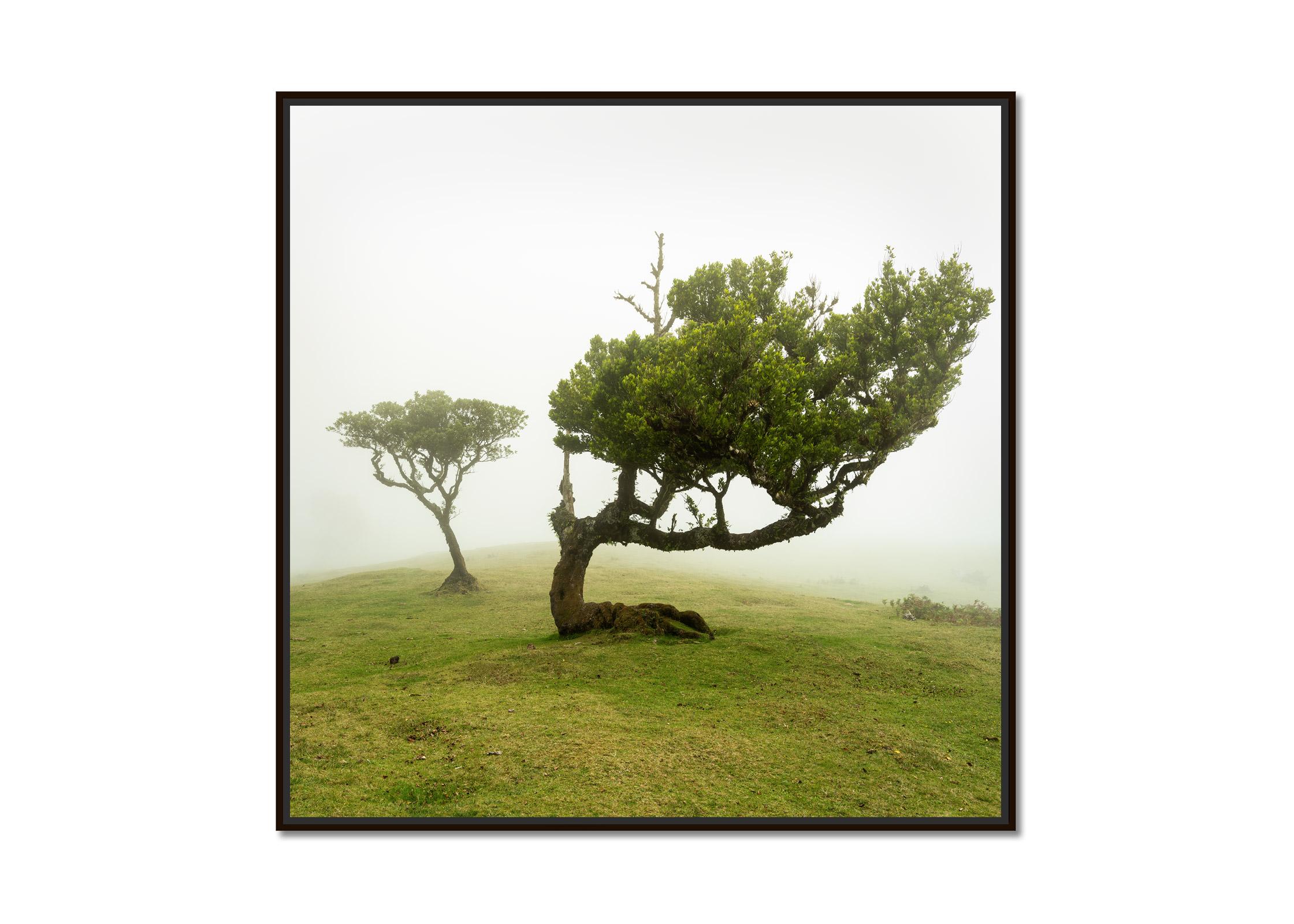 Albero piegato, fotografia su larga scala, paesaggio minimalista, stampa in edizione limitata - Photograph di Gerald Berghammer