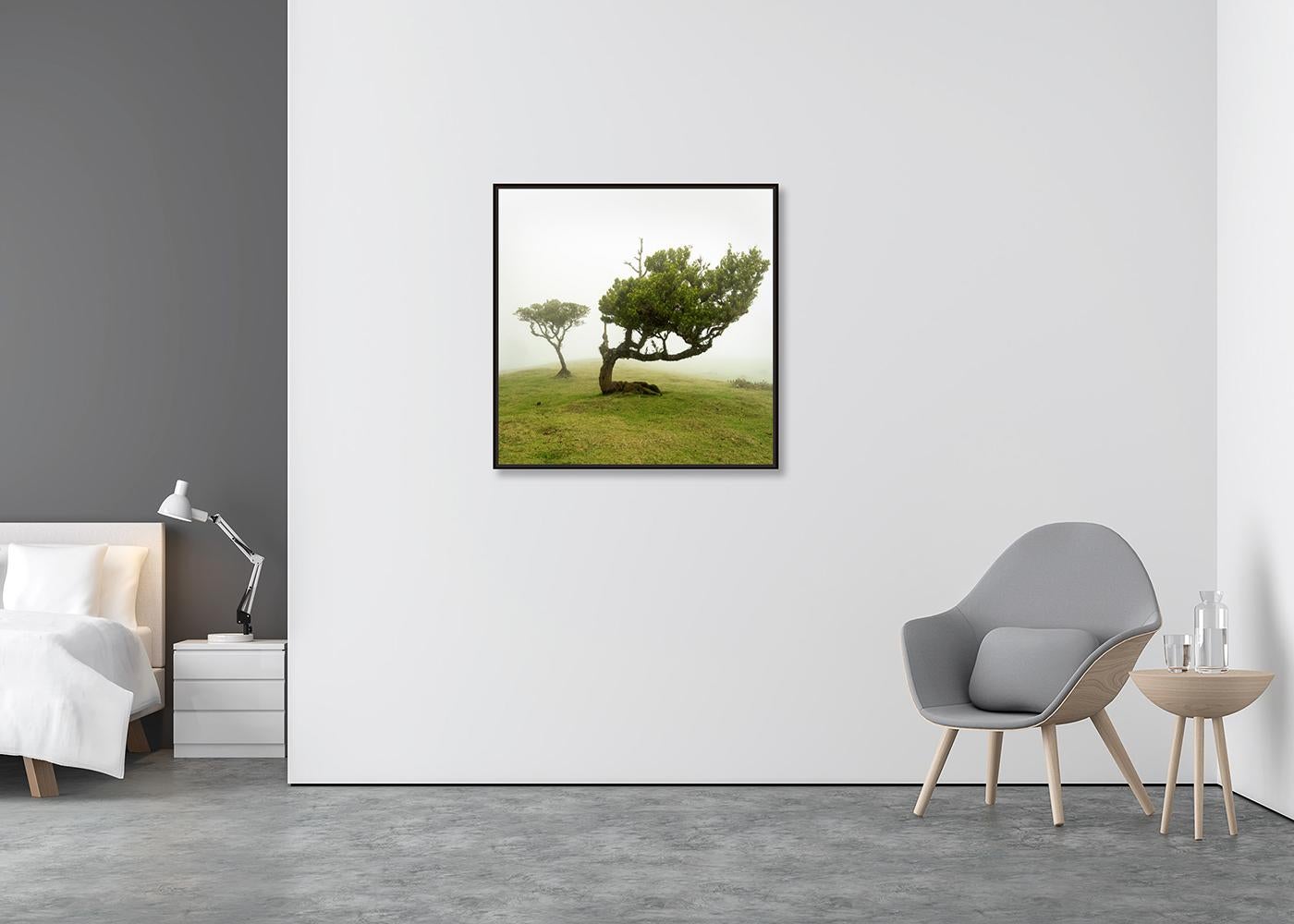 Albero piegato, fotografia su larga scala, paesaggio minimalista, stampa in edizione limitata - Photograph Contemporaneo di Gerald Berghammer