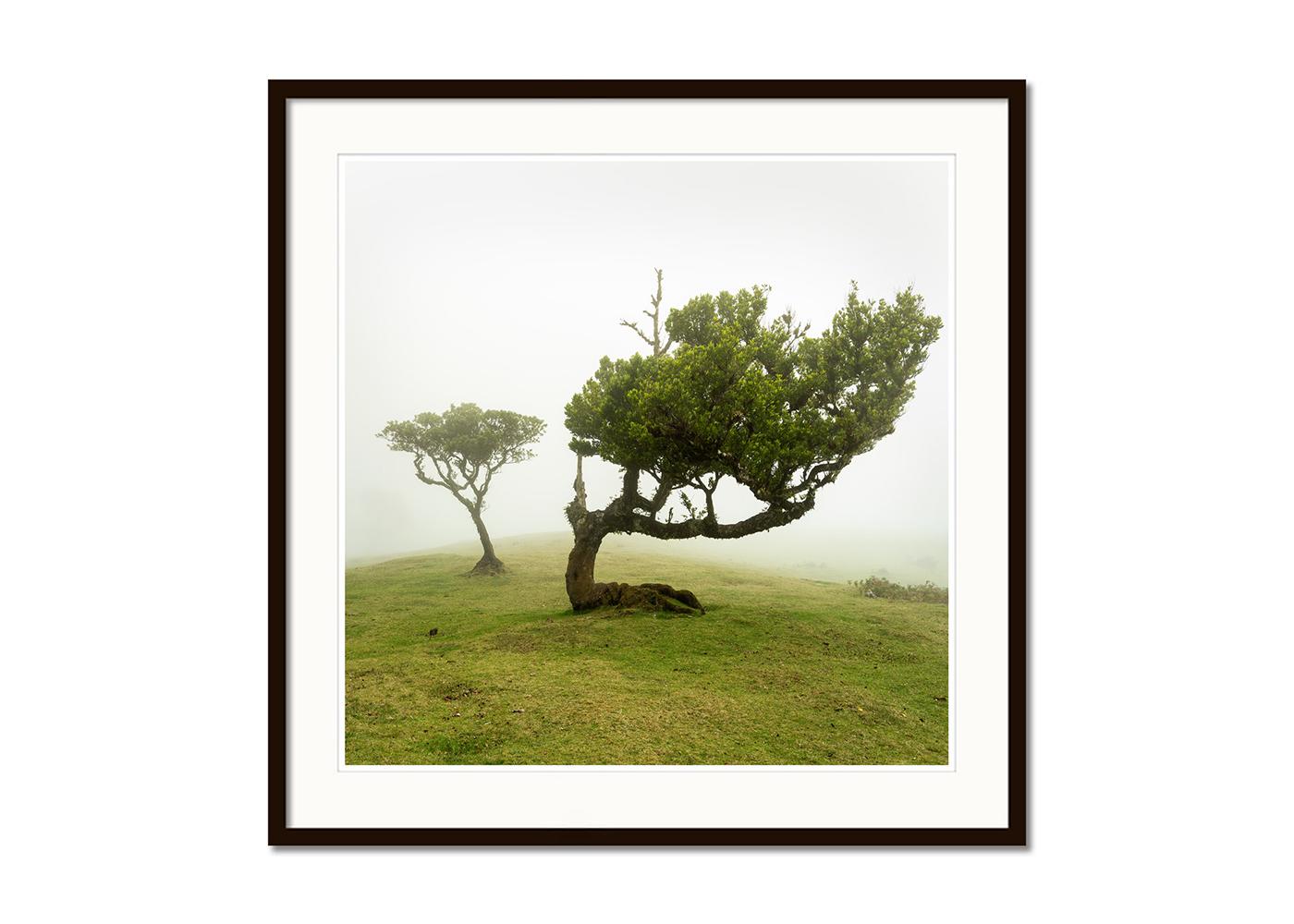 Albero piegato, fotografia su larga scala, paesaggio minimalista, stampa in edizione limitata - Color Photograph Beige di Gerald Berghammer