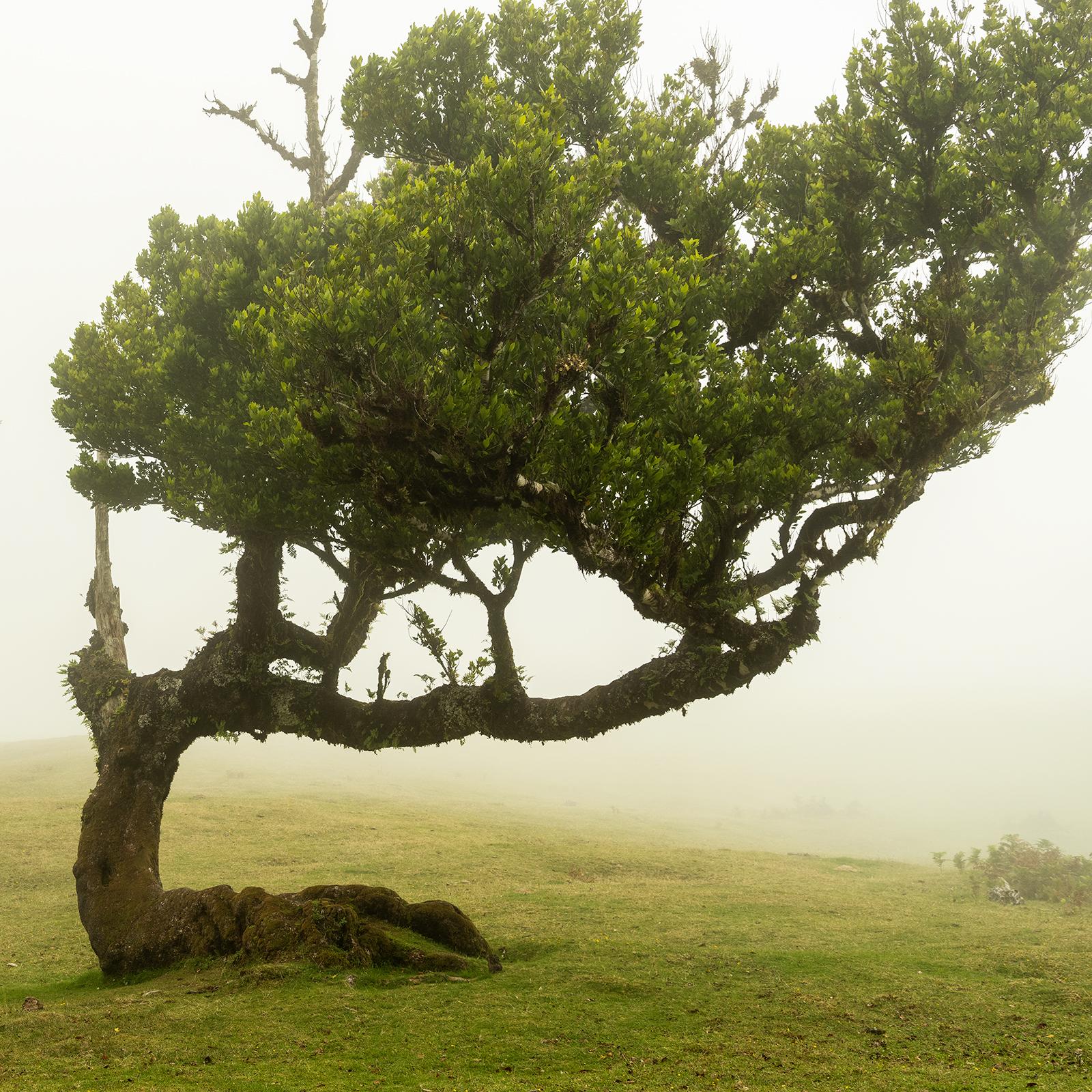 Laurel Forest, Bent Tree, große Farbfotografie, Landschaft, limitierte Auflage im Angebot 5