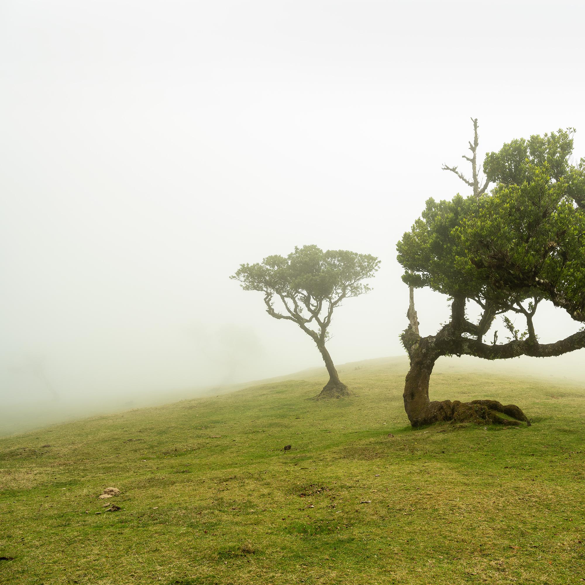 Laurel Forest two Old Trees large color minimalism For Sale 5