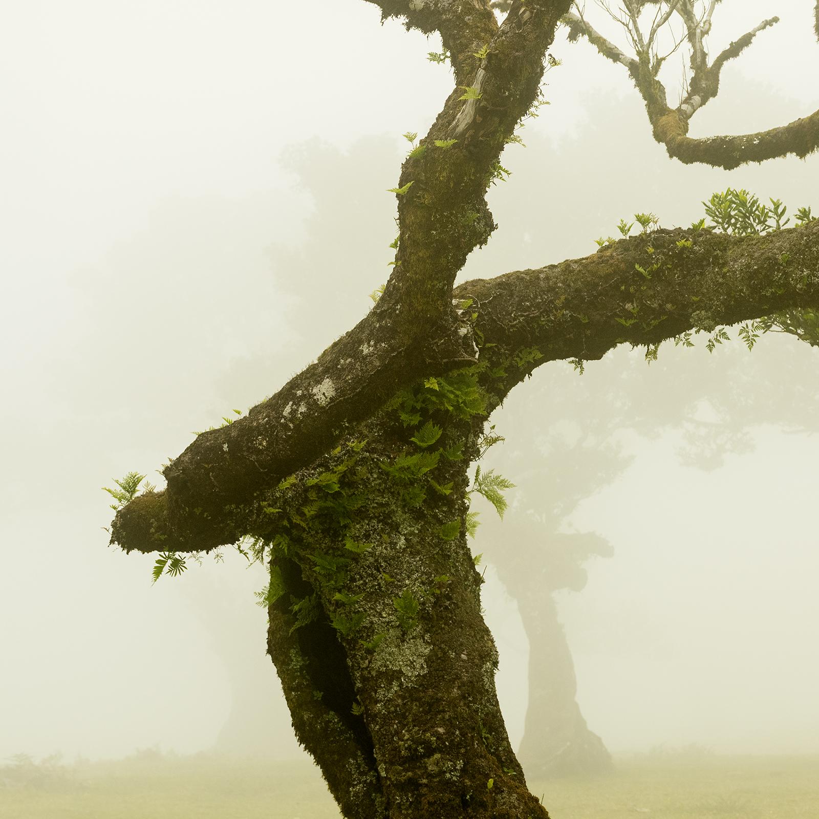 Laurel Forest, Bent Tree, große Farbfotografie, Landschaft, limitierte Auflage im Angebot 5