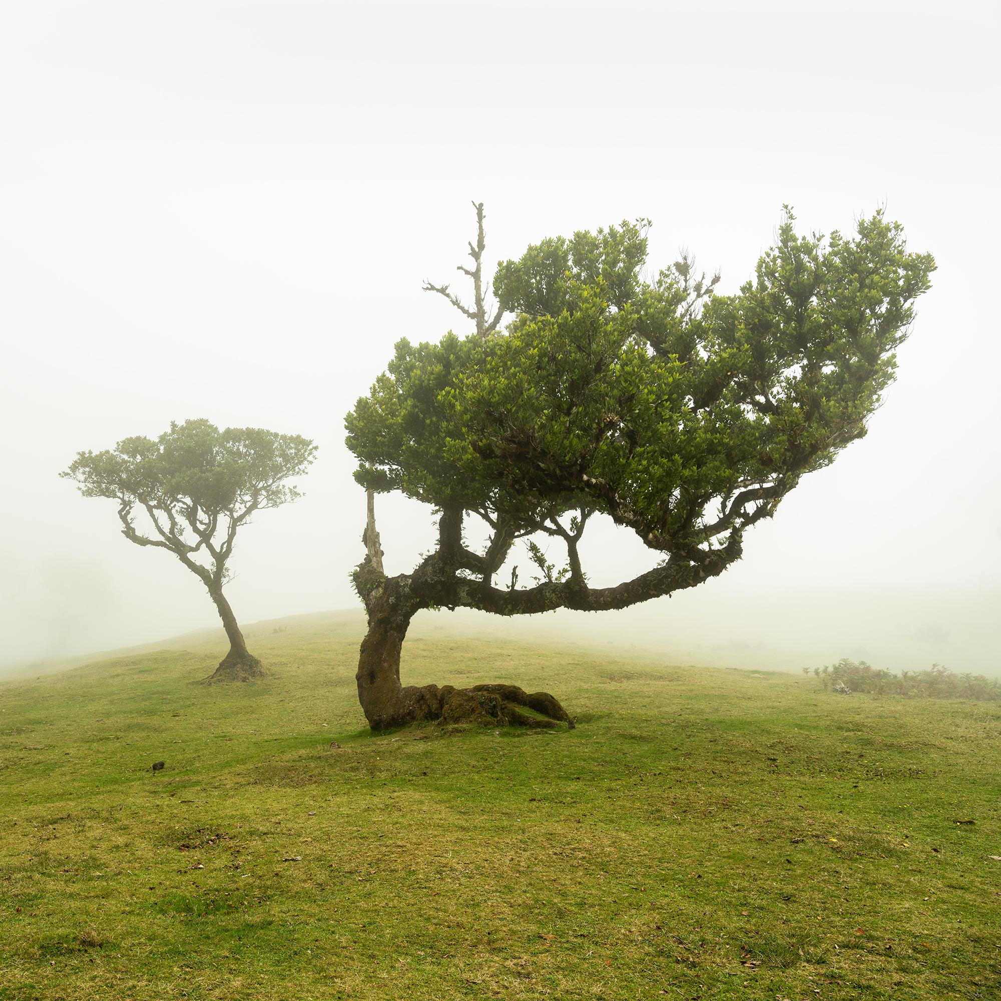 Laurel Forest two Old Trees large color minimalism For Sale 6