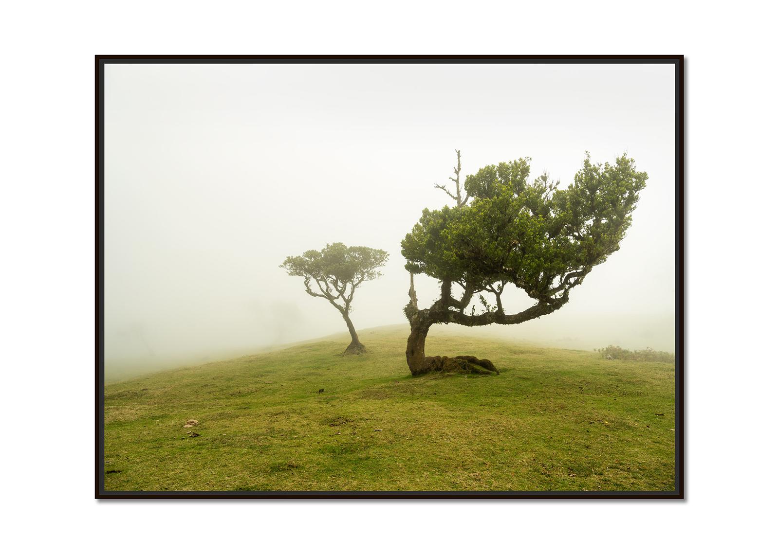 Laurel Forest, Bent Tree, große Farbfotografie, Landschaft, limitierte Auflage – Photograph von Gerald Berghammer