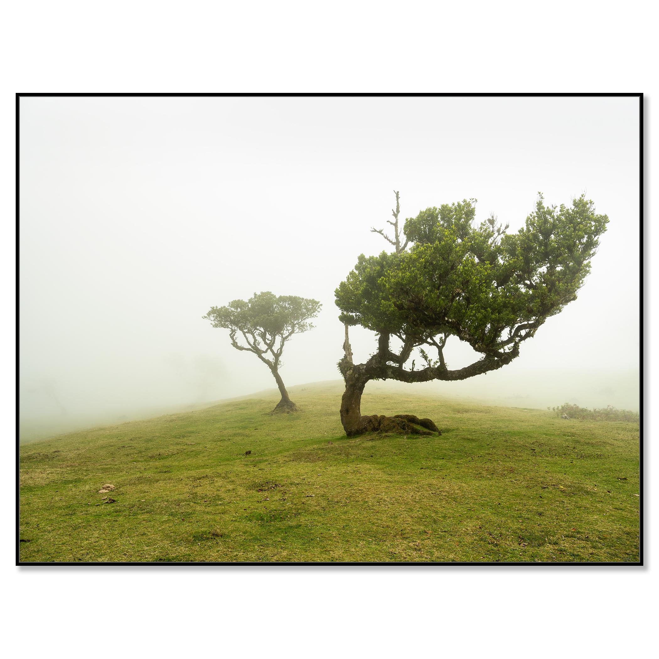 Laurel Forest two Old Trees large color minimalism - Photograph by Gerald Berghammer
