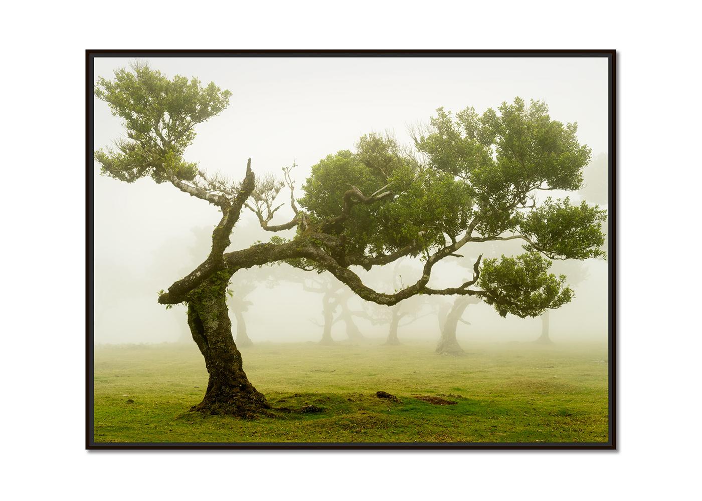 Laurel Forest, Bent Tree, große Farbfotografie, Landschaft, limitierte Auflage – Photograph von Gerald Berghammer