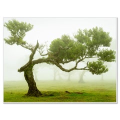 Wind-Shaped Laurel Trees in Fog, Fanal, Madeira — Limited Large Color Photograph