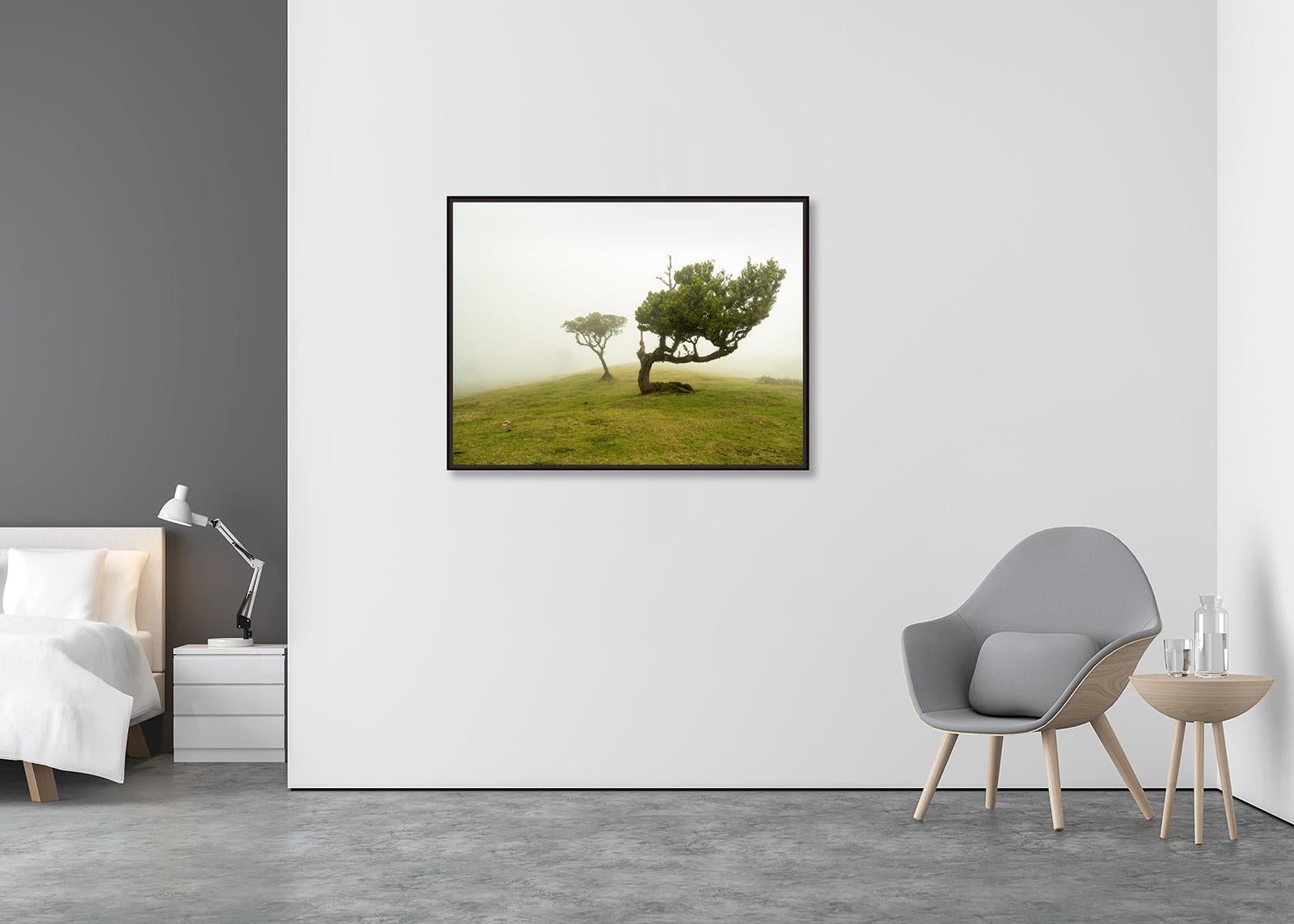 Laurel Forest, Bent Tree, große Farbfotografie, Landschaft, limitierte Auflage (Zeitgenössisch), Photograph, von Gerald Berghammer