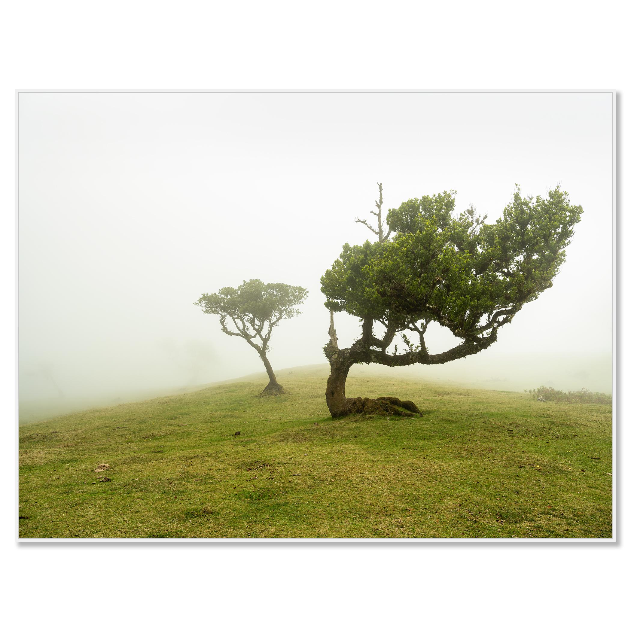 Laurel Forest two Old Trees large color minimalism - Contemporary Photograph by Gerald Berghammer