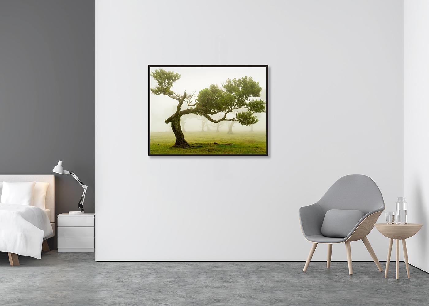 Laurel Forest, Bent Tree, große Farbfotografie, Landschaft, limitierte Auflage (Zeitgenössisch), Photograph, von Gerald Berghammer