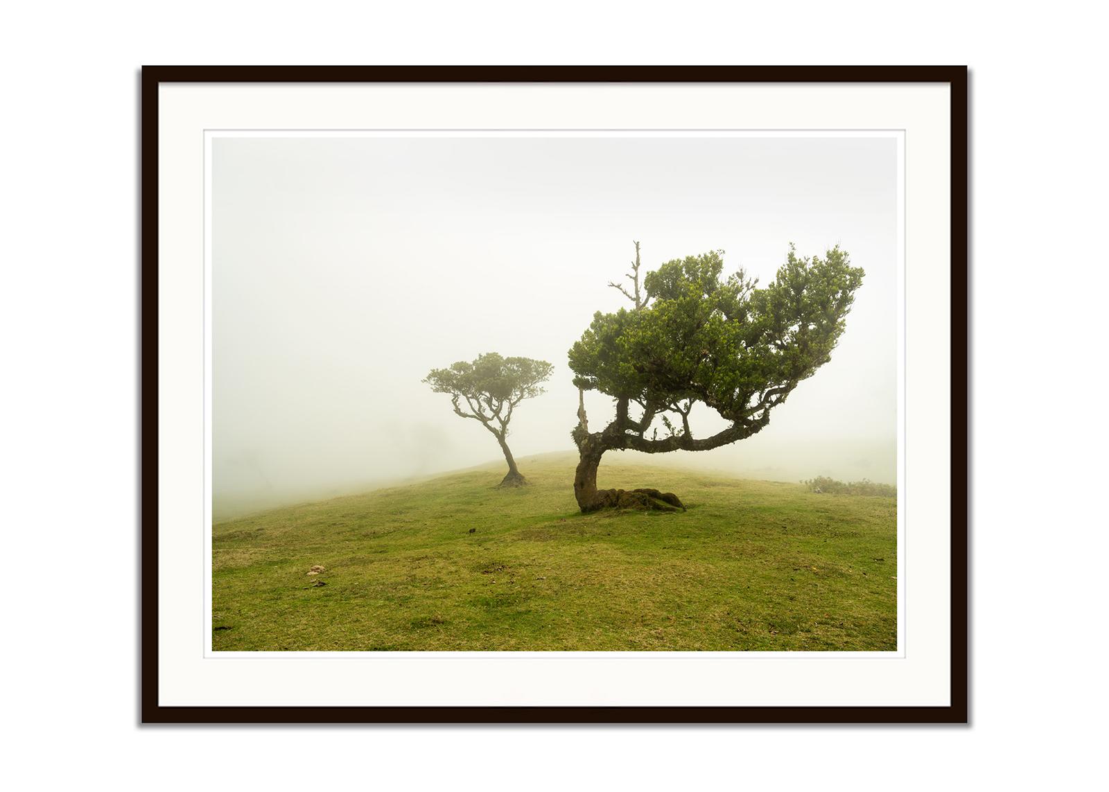 Laurel Forest, Bent Tree, große Farbfotografie, Landschaft, limitierte Auflage (Beige), Color Photograph, von Gerald Berghammer